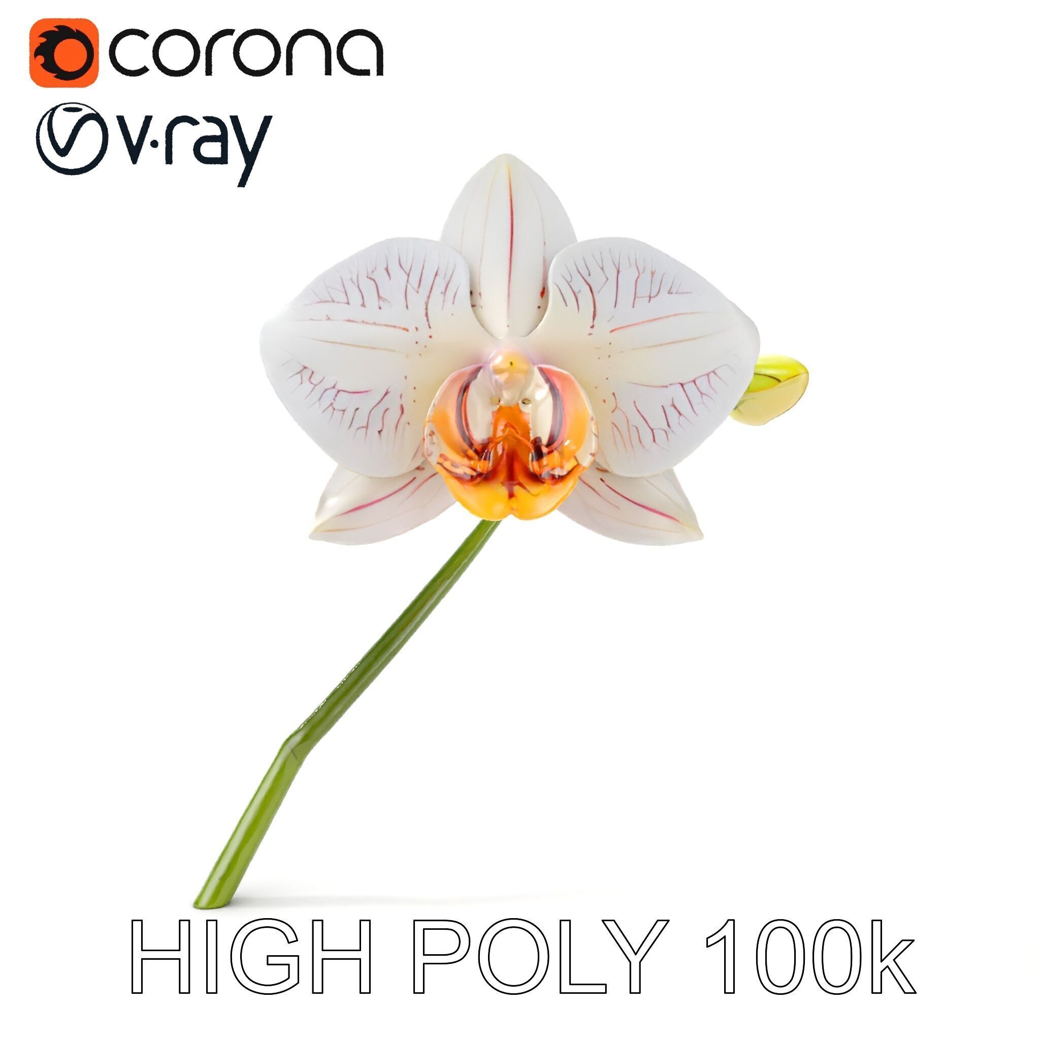 Orchid Flower and Stem D Model Pack Low-poly 3D model_24