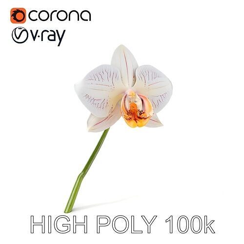 Orchid Flower and Stem D Model Pack Low-poly 3D model