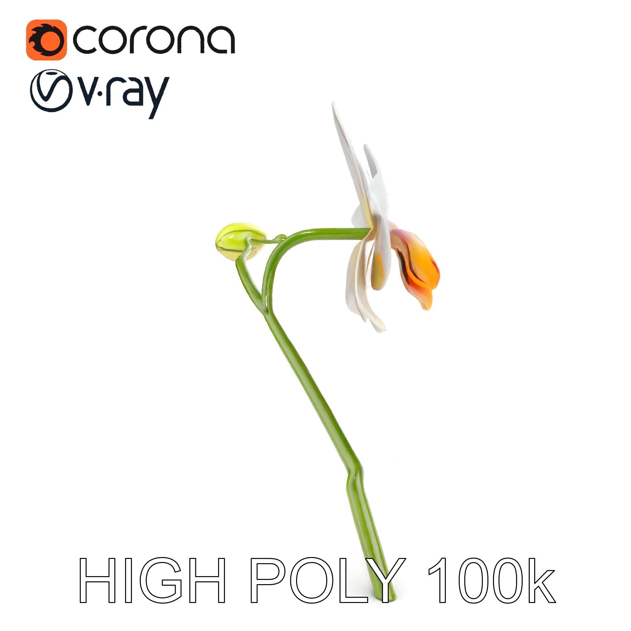 Orchid Flower and Stem D Model Pack Low-poly 3D model_22