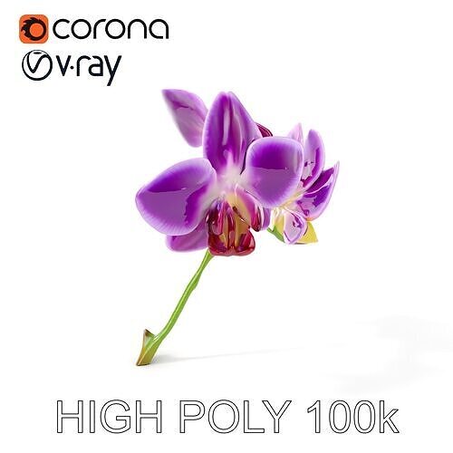 Orchid Flower Model Pack with Detailed Textures Low-poly 3D model