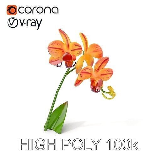 Orchid Blossom Model Pack Low-poly 3D model