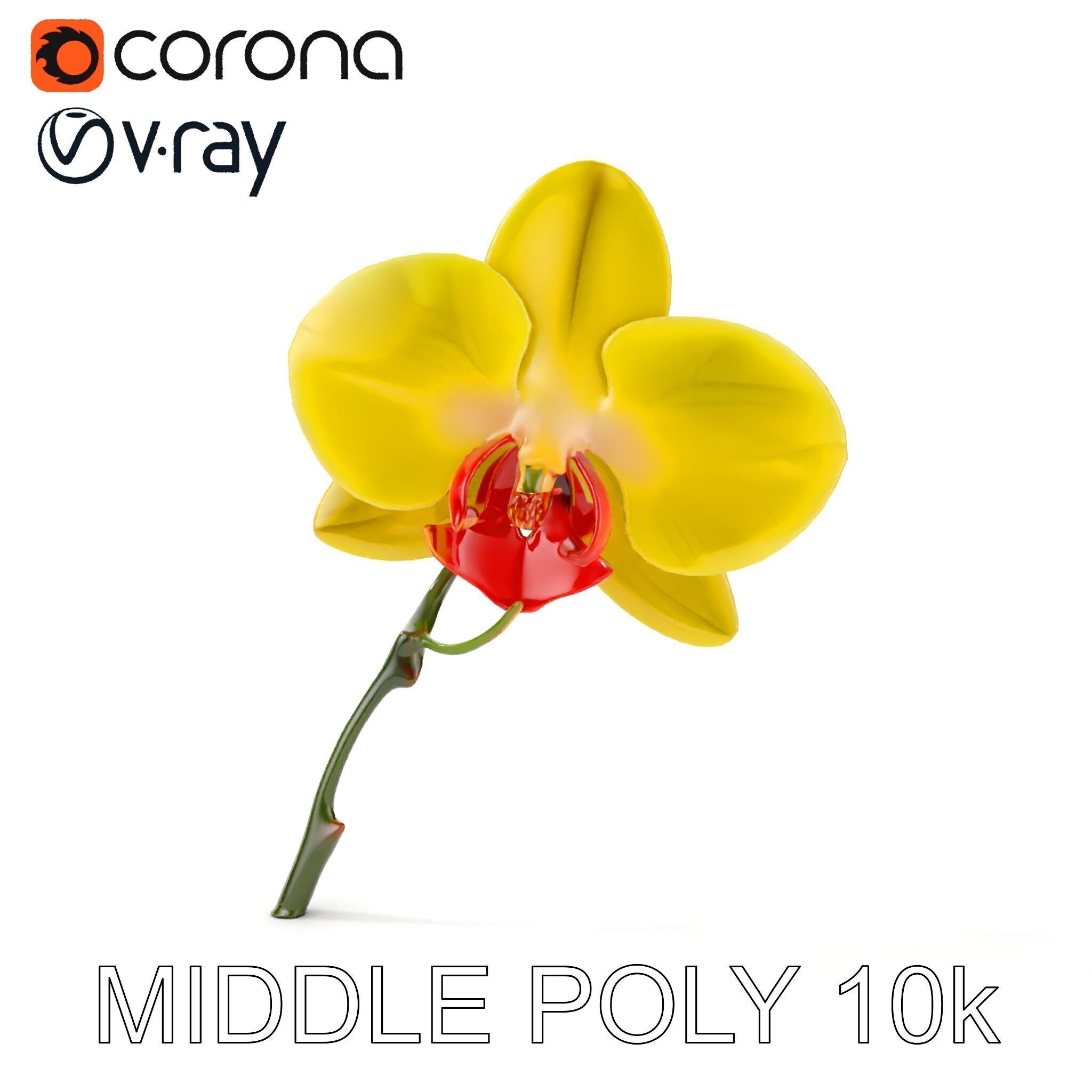 Orchid Flower Model Pack with Detailed Petals and Stem Low-poly 3D model_8