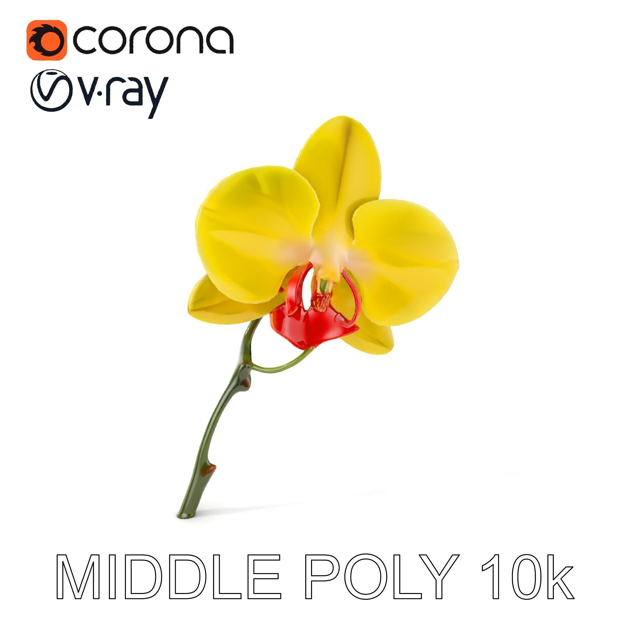 Orchid Flower Model Pack with Detailed Petals and Stem Low-poly 3D model_17