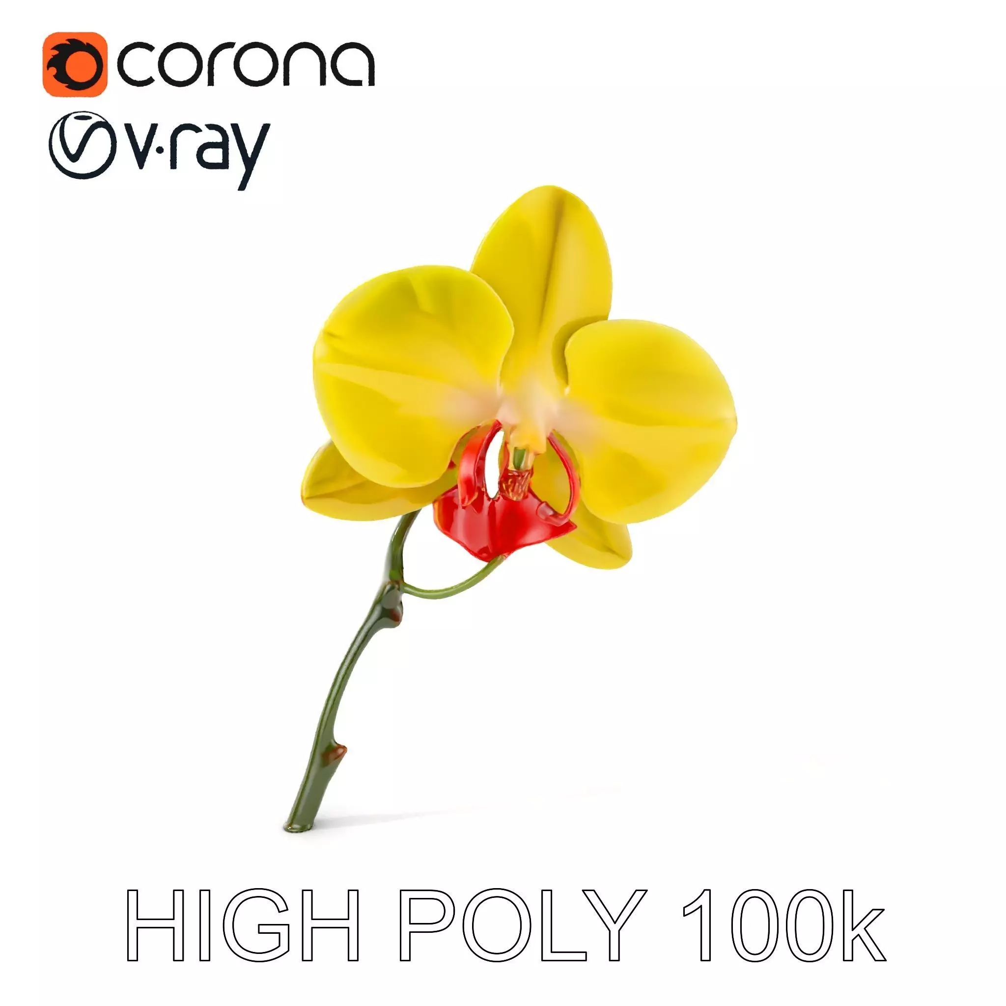 Orchid Flower Model Pack with Detailed Petals and Stem Low-poly 3D model_0