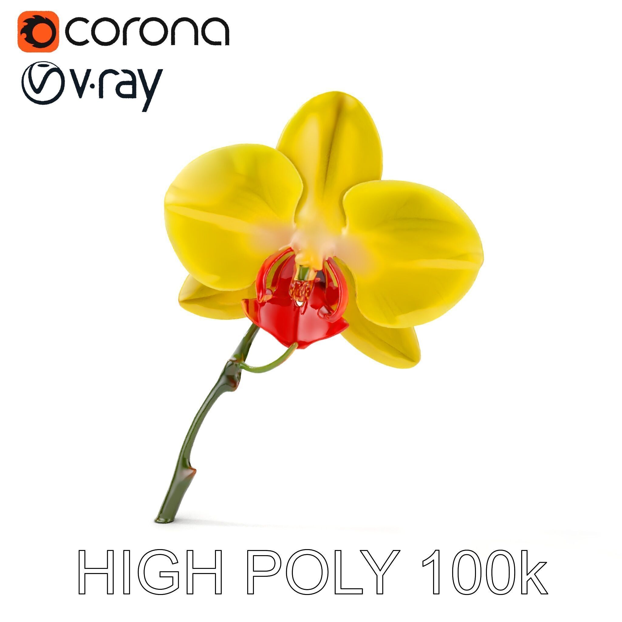 Orchid Flower Model Pack with Detailed Petals and Stem Low-poly 3D model_16