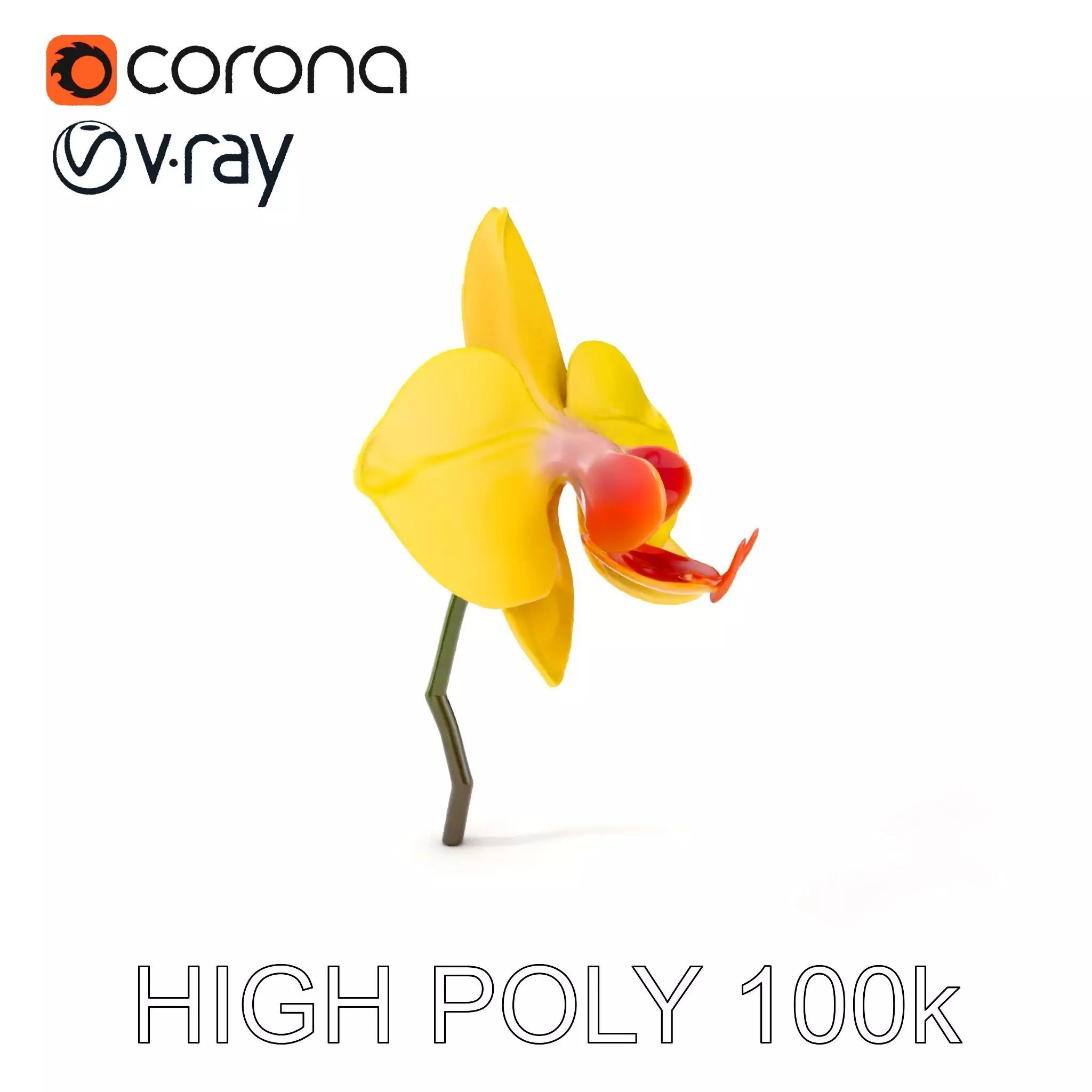 Orchid Flower Model Pack with PBR Textures Low-poly 3D model_0