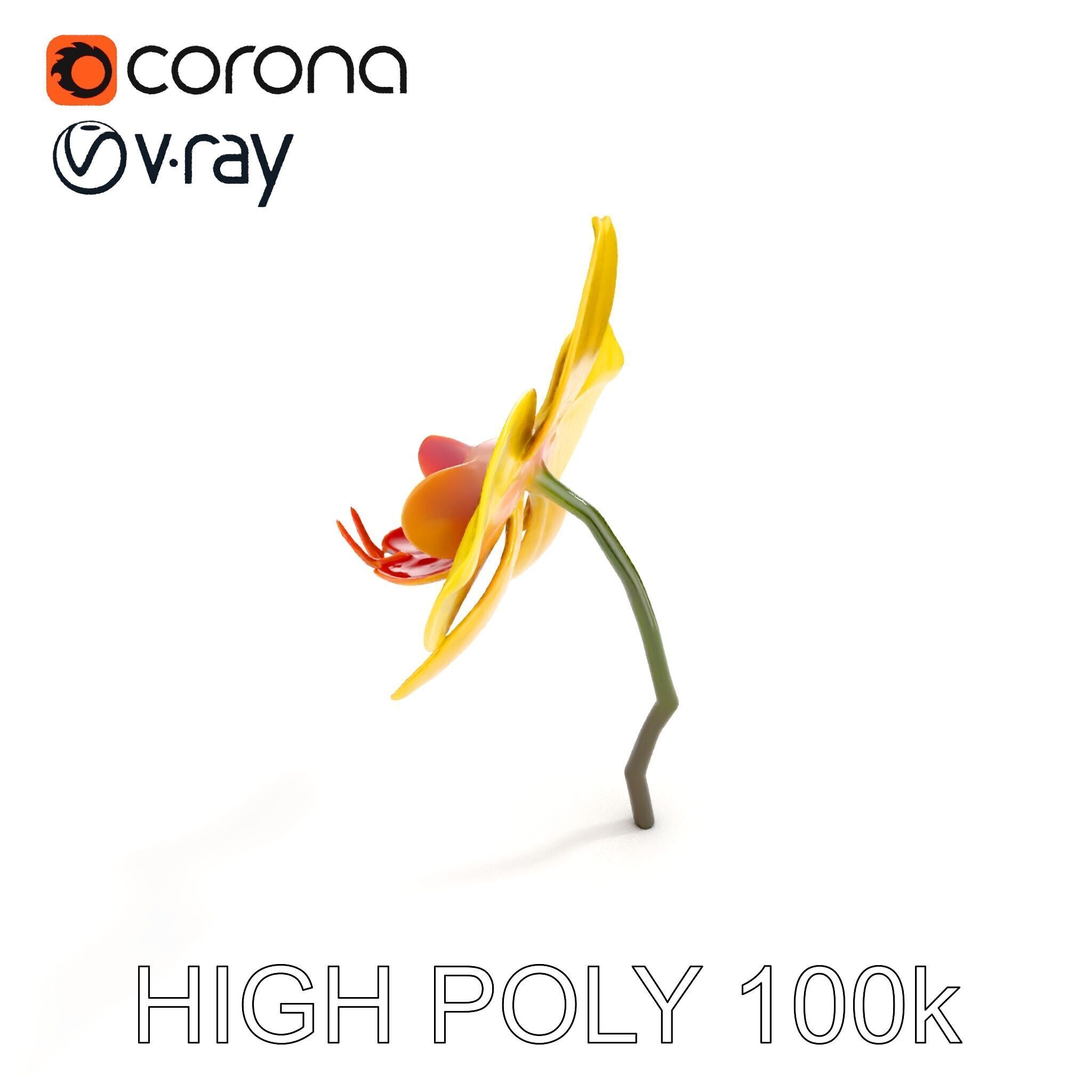 Orchid Flower Model Pack with PBR Textures Low-poly 3D model_11