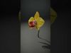 Orchid Flower Model Pack with PBR Textures Low-poly 3D model_2