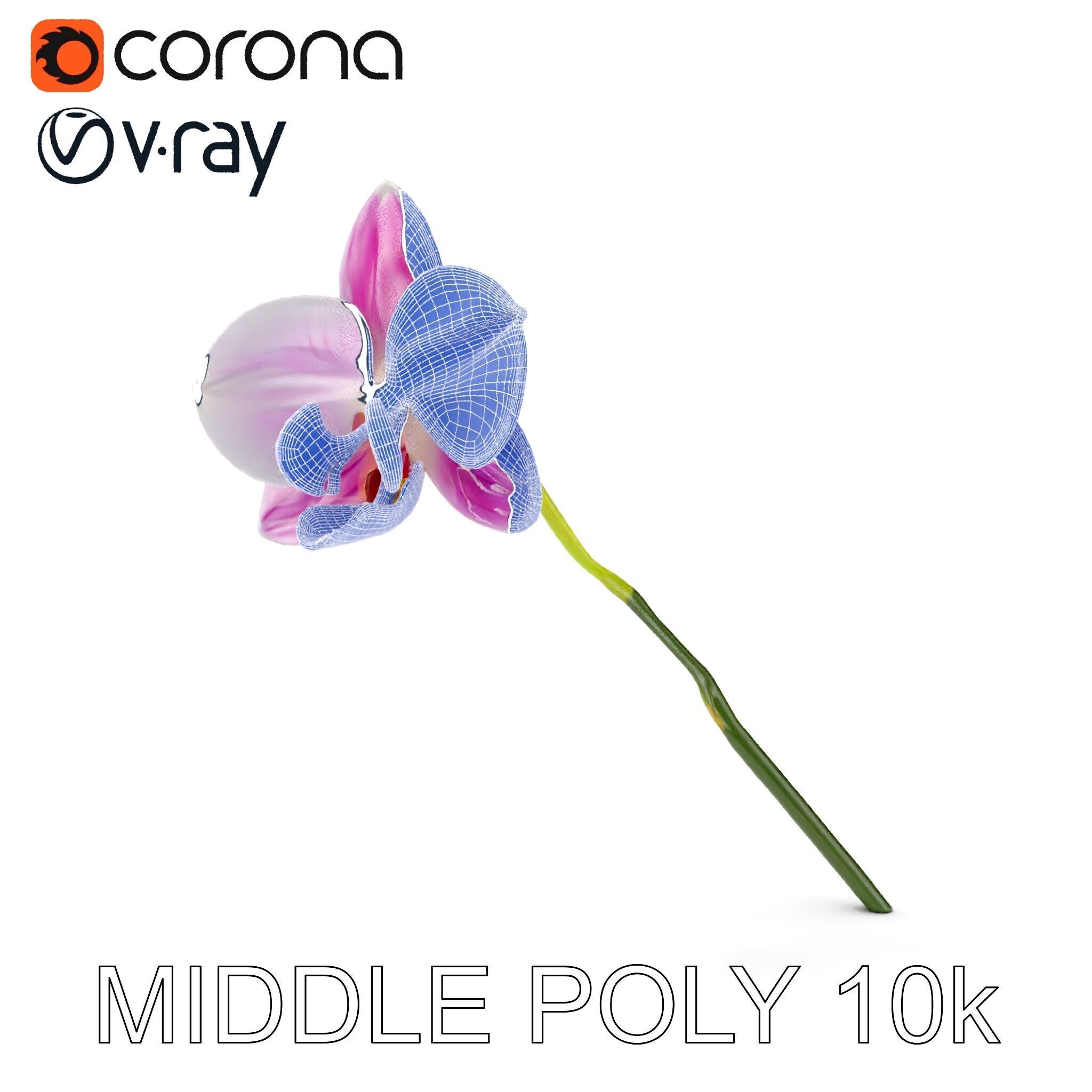 Orchid Flower D Model Pack Low-poly 3D model_28