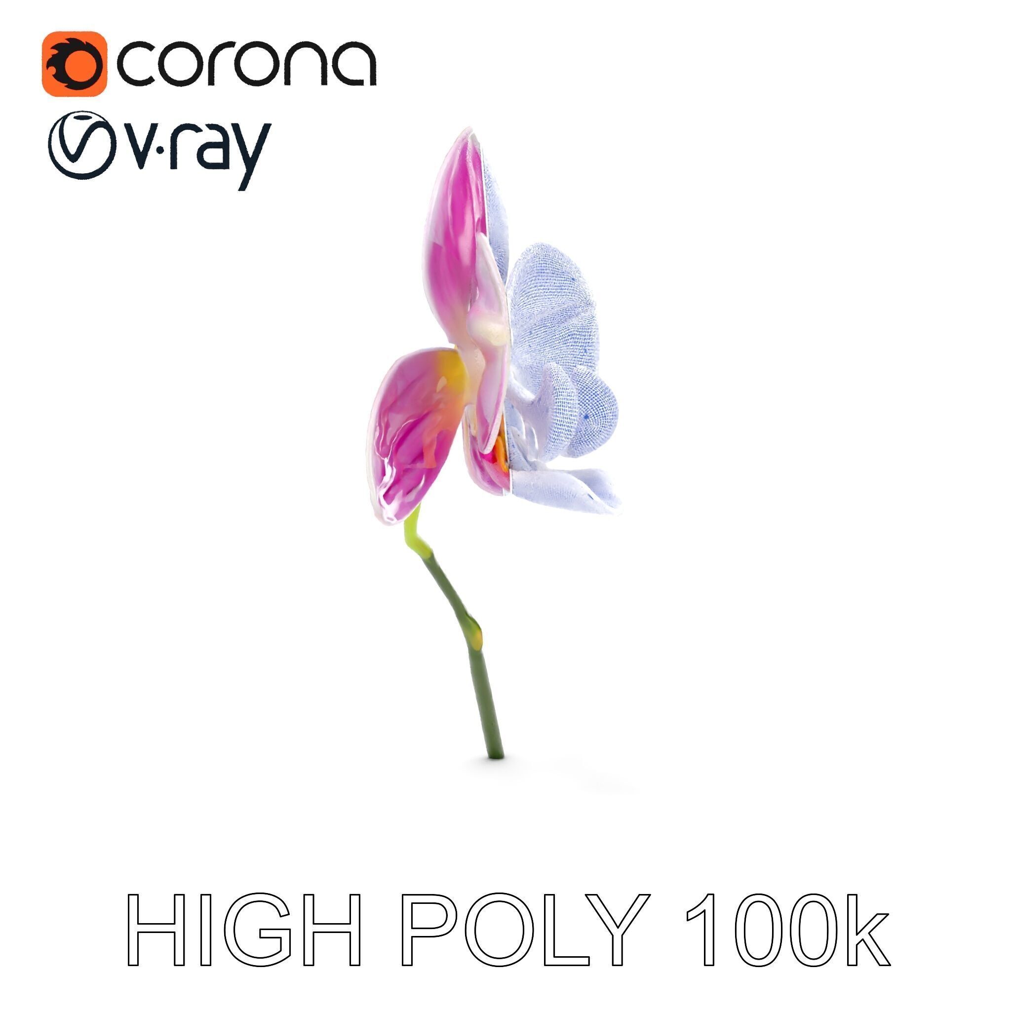 Orchid Flower D Model Pack Low-poly 3D model_36