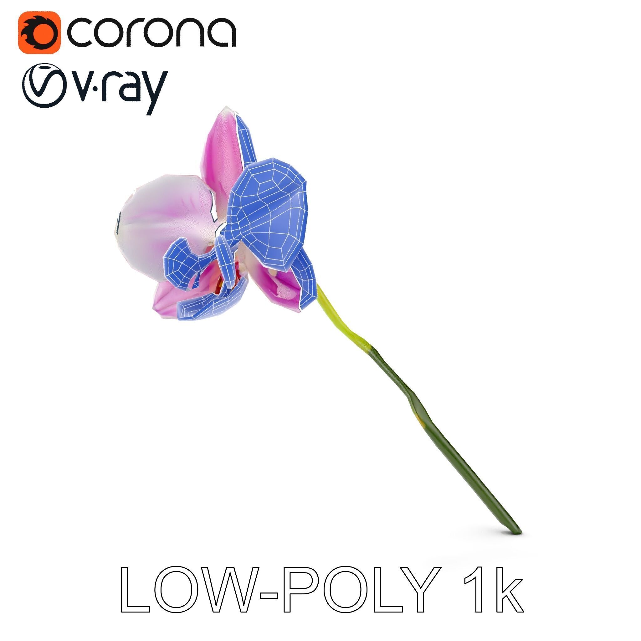 Orchid Flower D Model Pack Low-poly 3D model_23