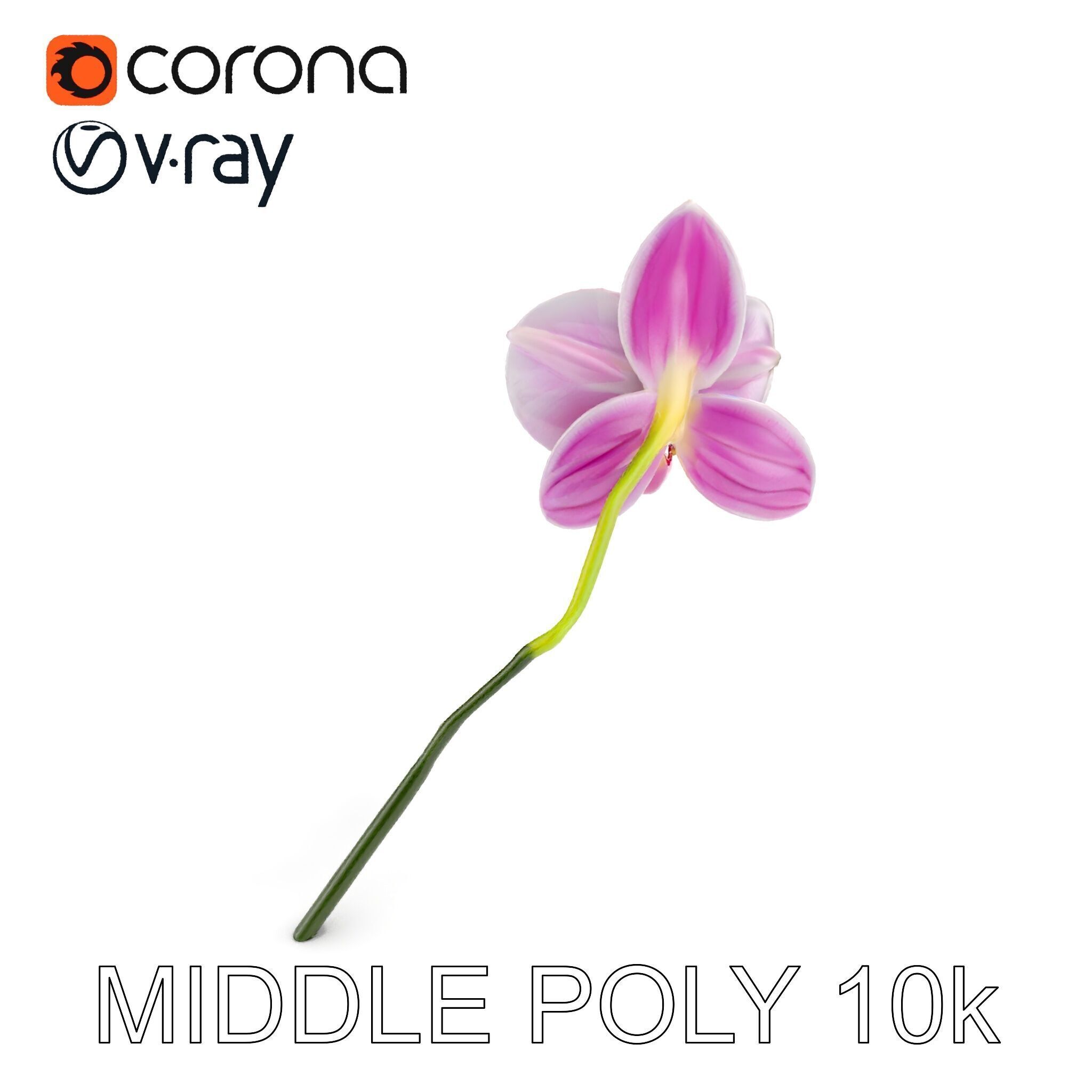 Orchid Flower D Model Pack Low-poly 3D model_9