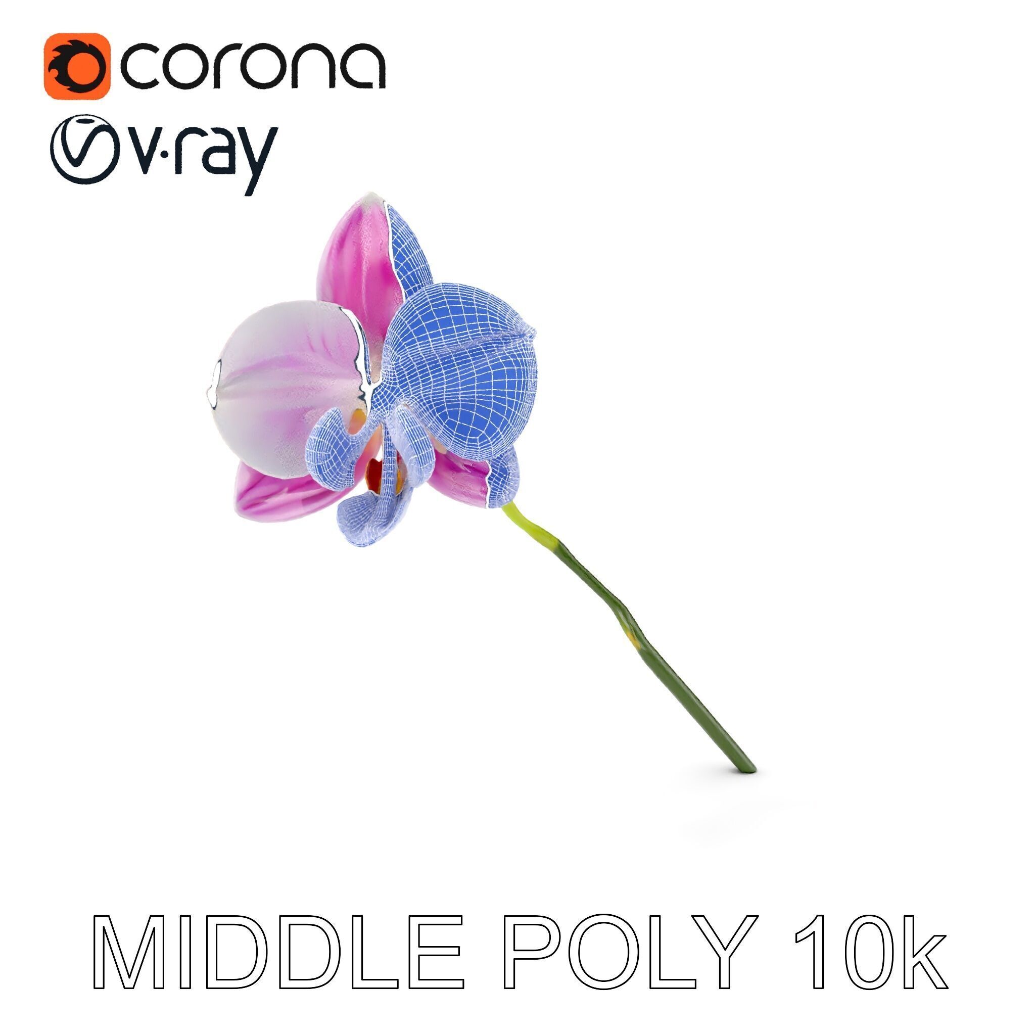 Orchid Flower D Model Pack Low-poly 3D model_19