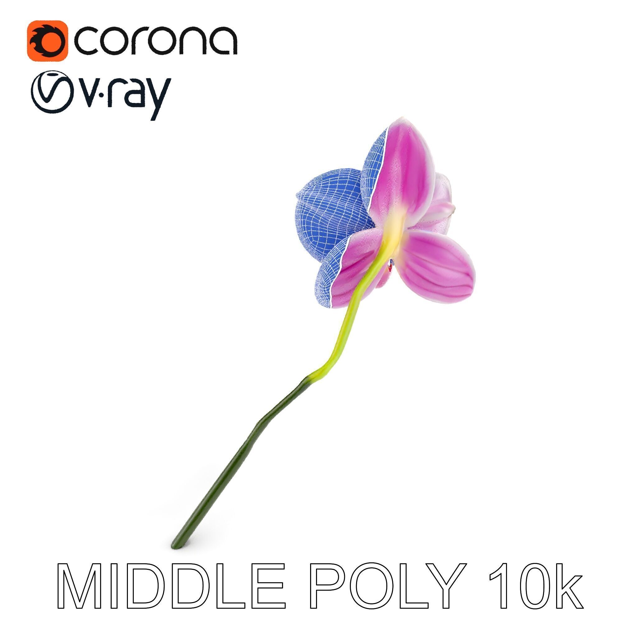 Orchid Flower D Model Pack Low-poly 3D model_17