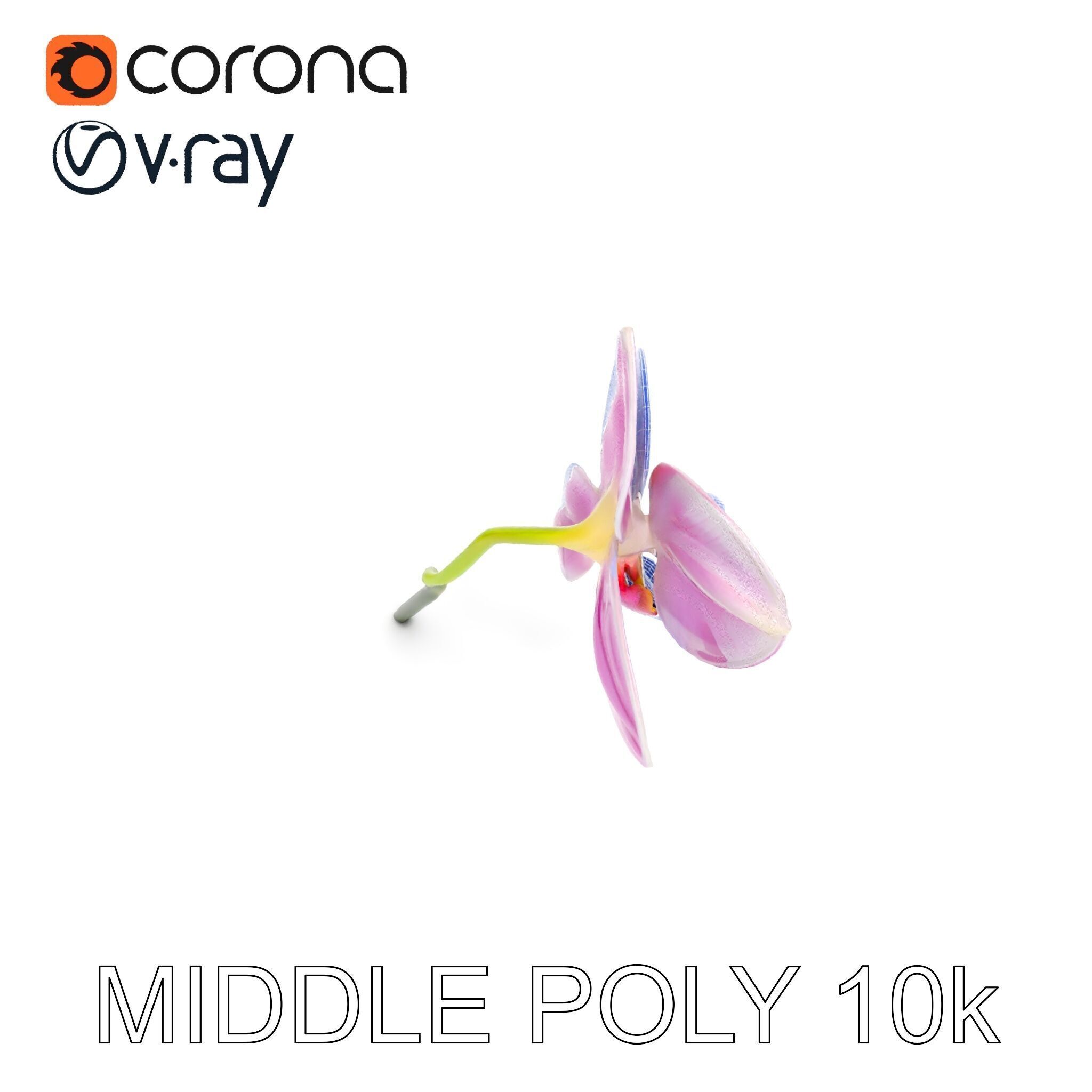 Orchid Flower D Model Pack Low-poly 3D model_31