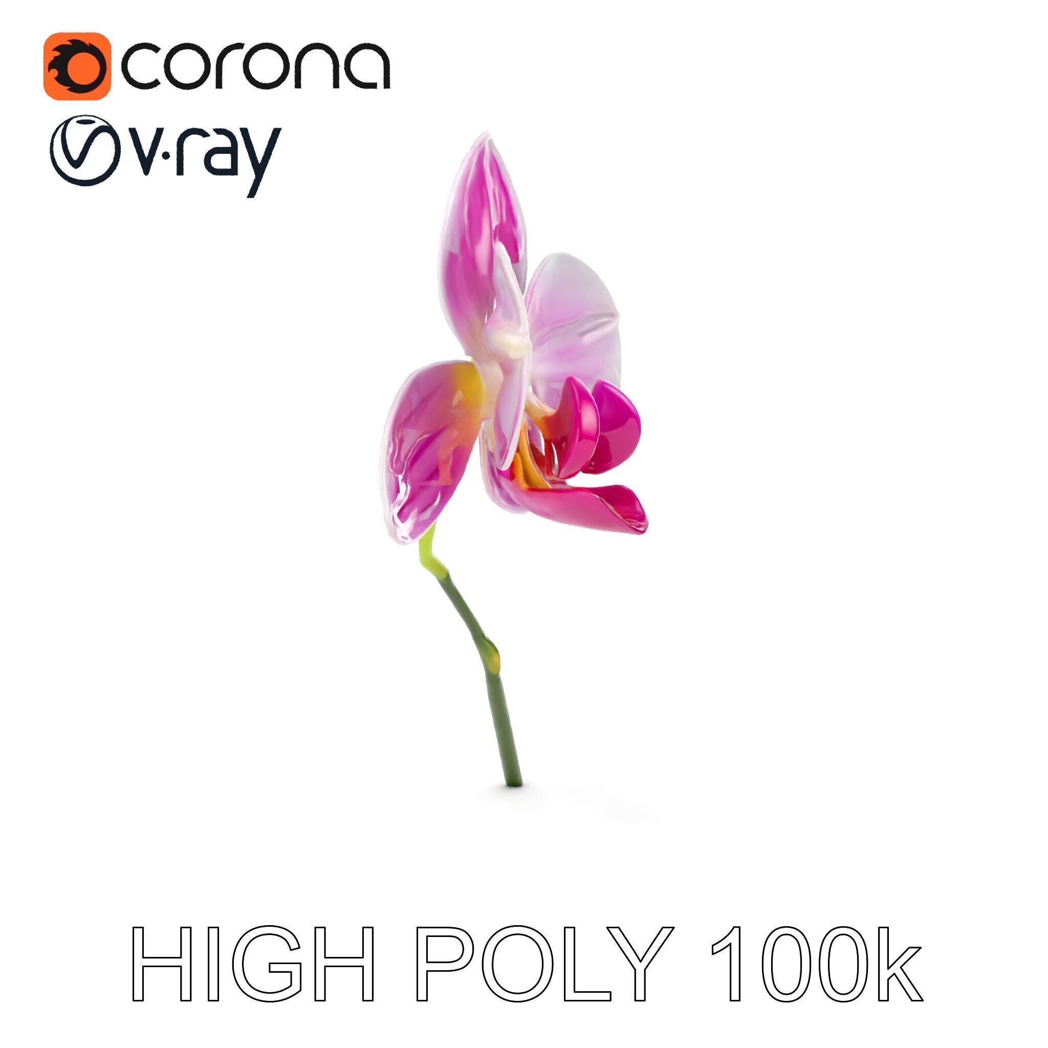 Orchid Flower D Model Pack Low-poly 3D model_27