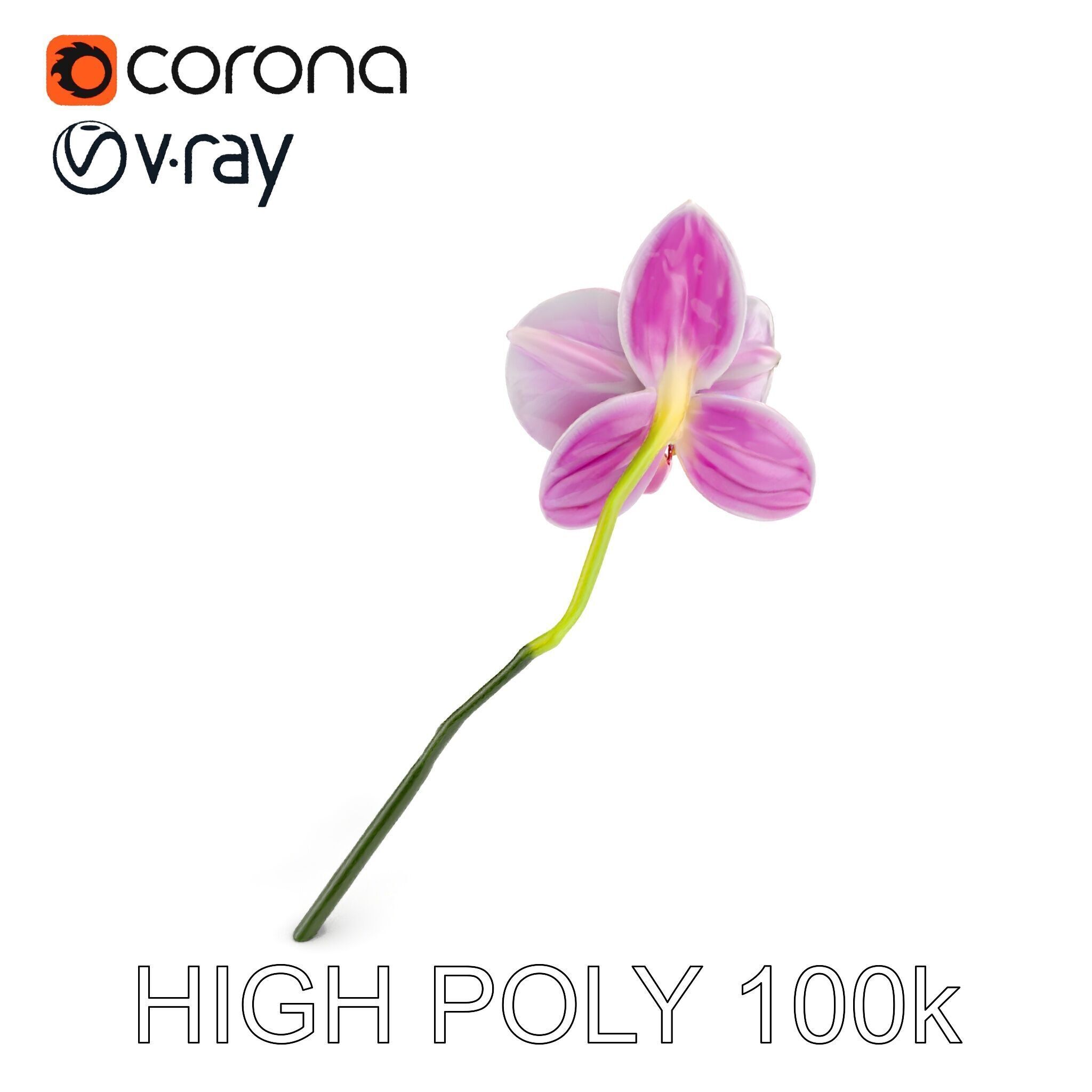 Orchid Flower D Model Pack Low-poly 3D model_13