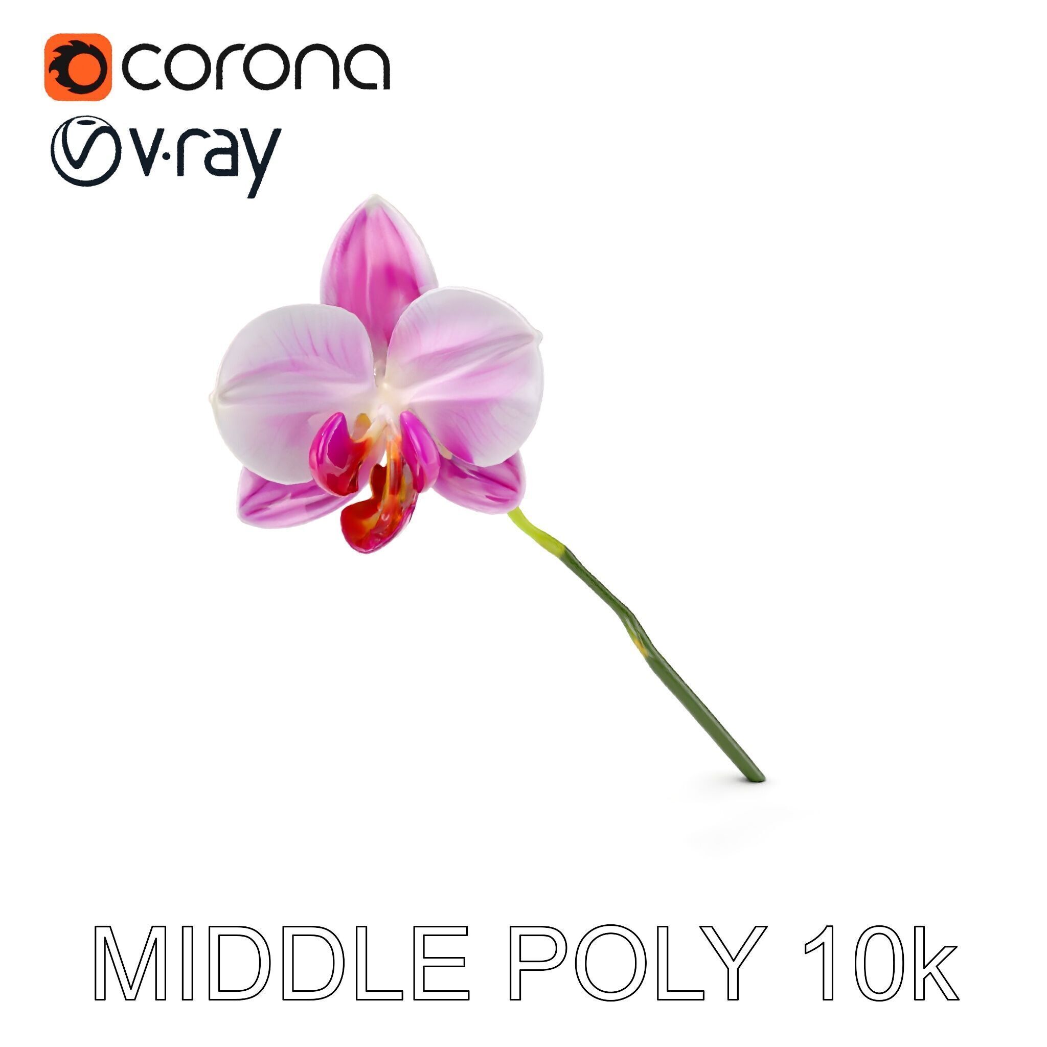 Orchid Flower D Model Pack Low-poly 3D model_14