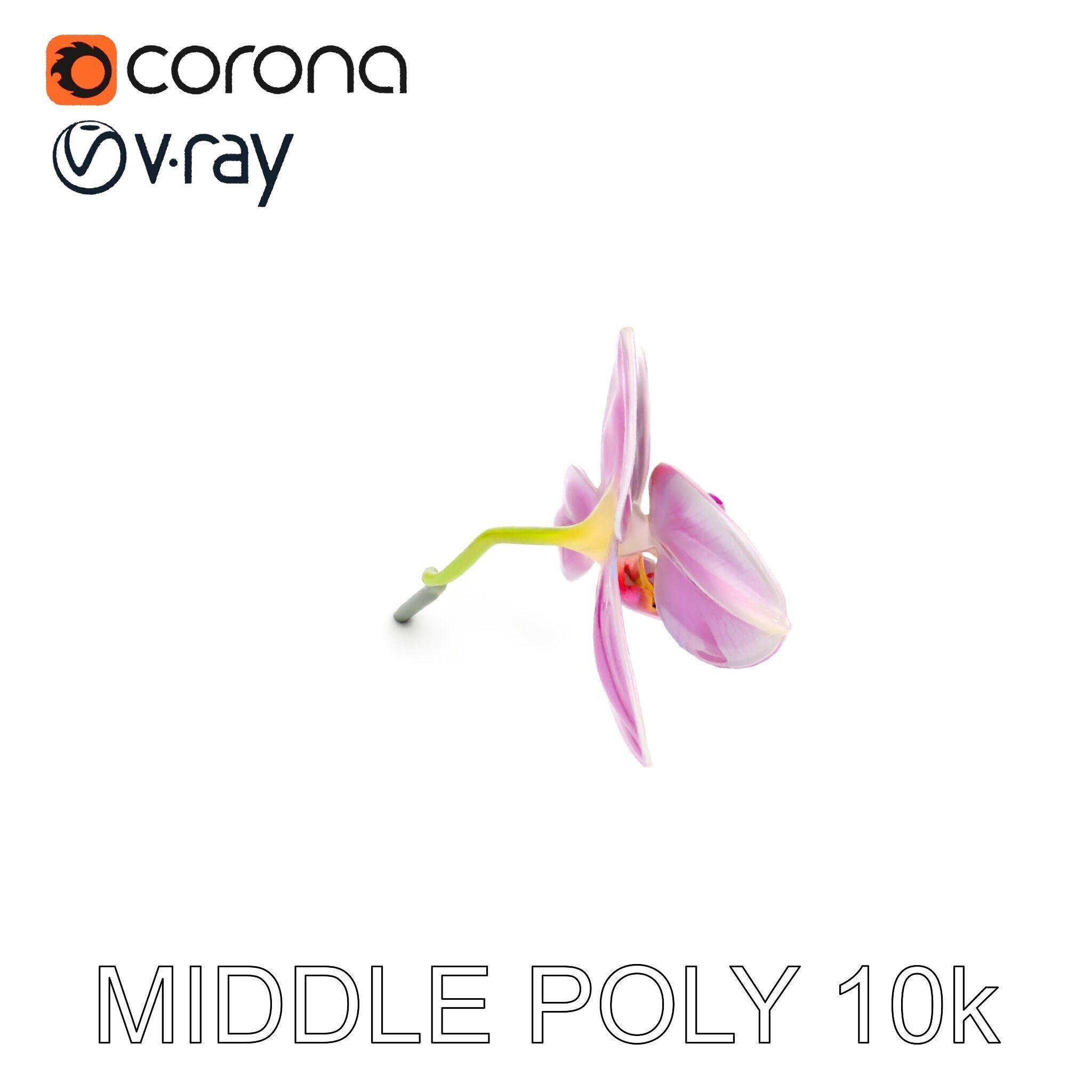 Orchid Flower D Model Pack Low-poly 3D model_11