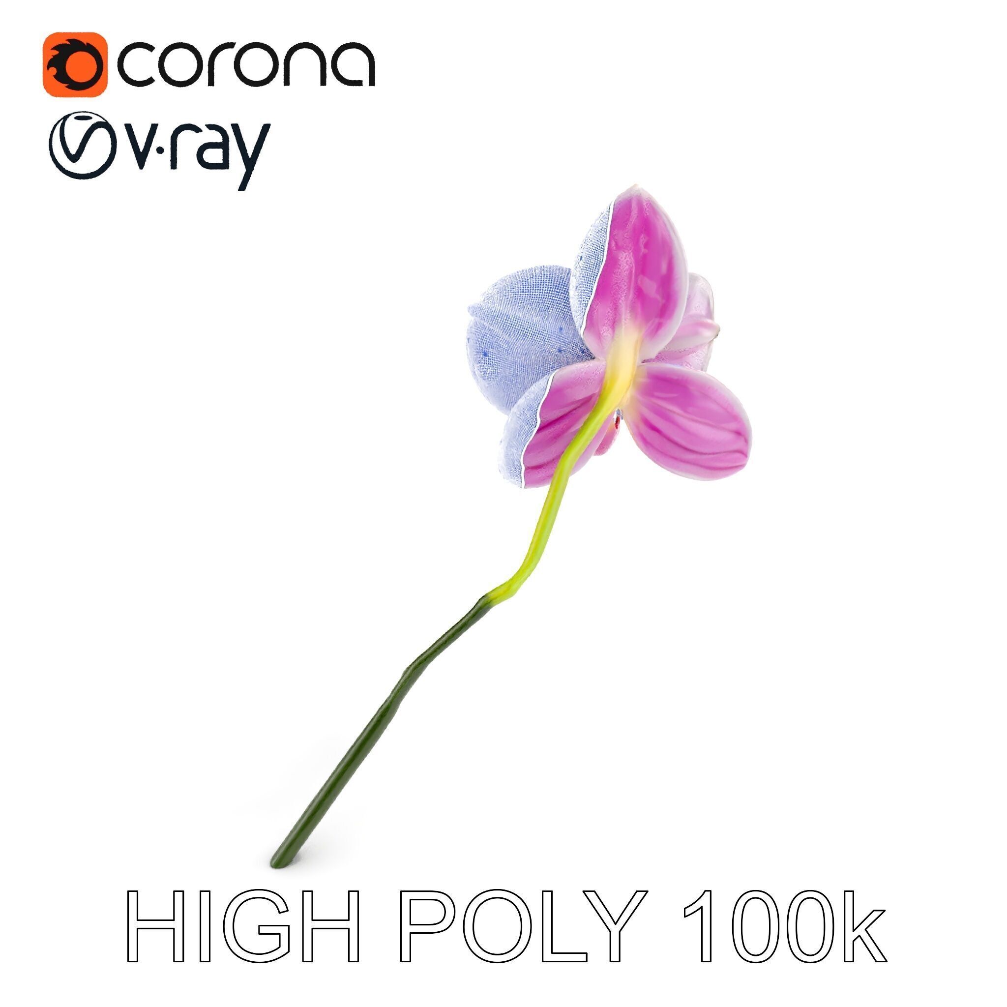 Orchid Flower D Model Pack Low-poly 3D model_24