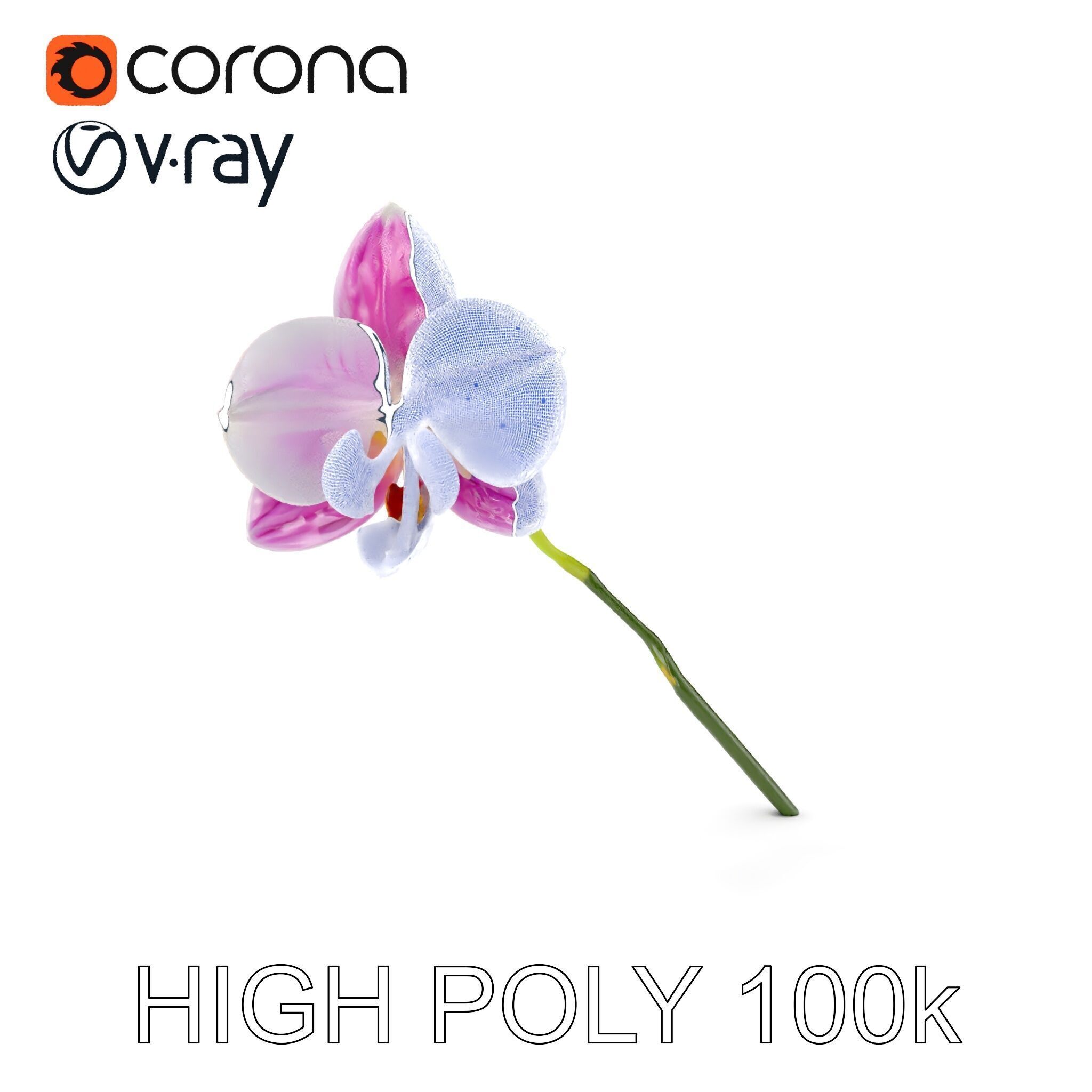 Orchid Flower D Model Pack Low-poly 3D model_5