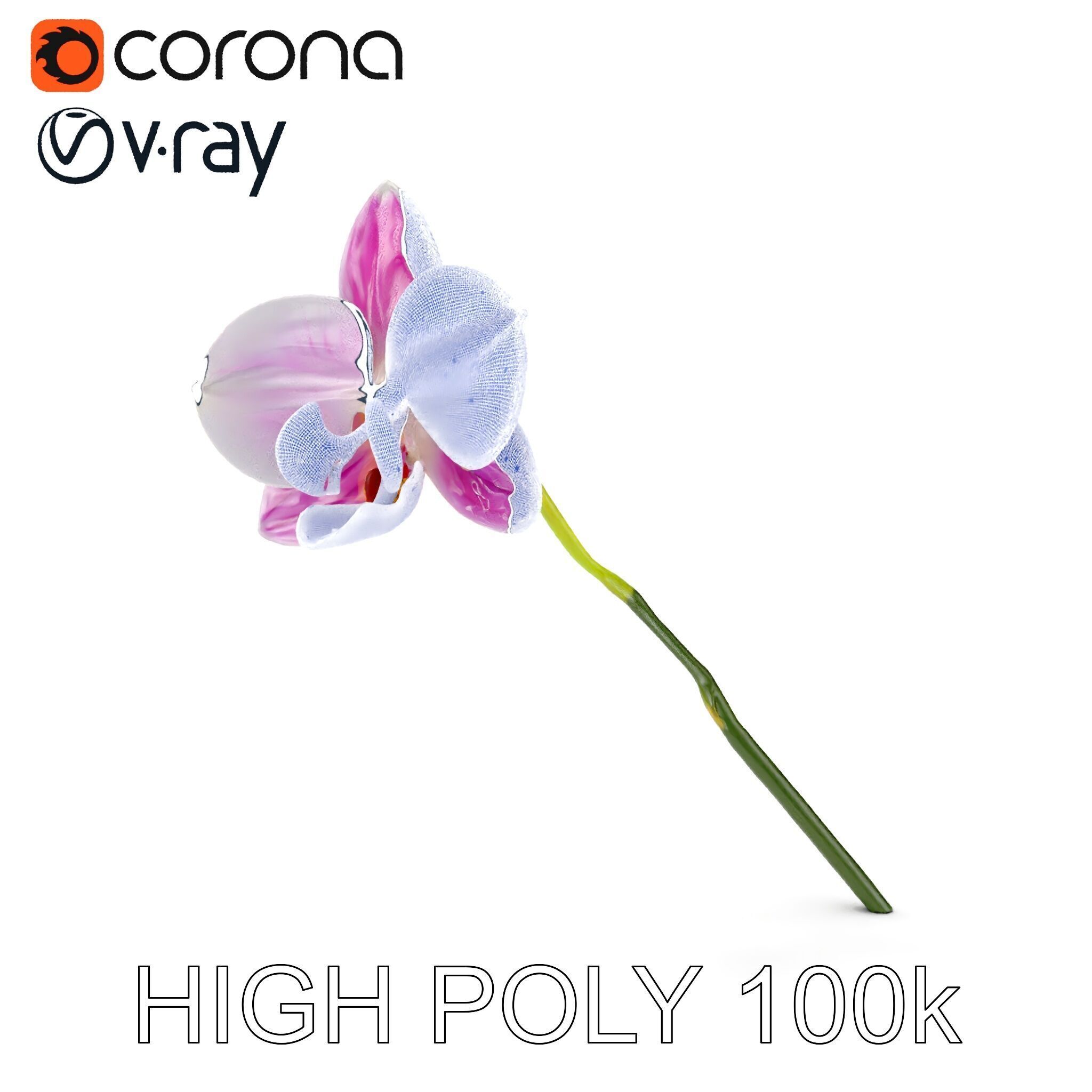 Orchid Flower D Model Pack Low-poly 3D model_33
