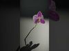 Orchid Flower D Model Pack Low-poly 3D model_2
