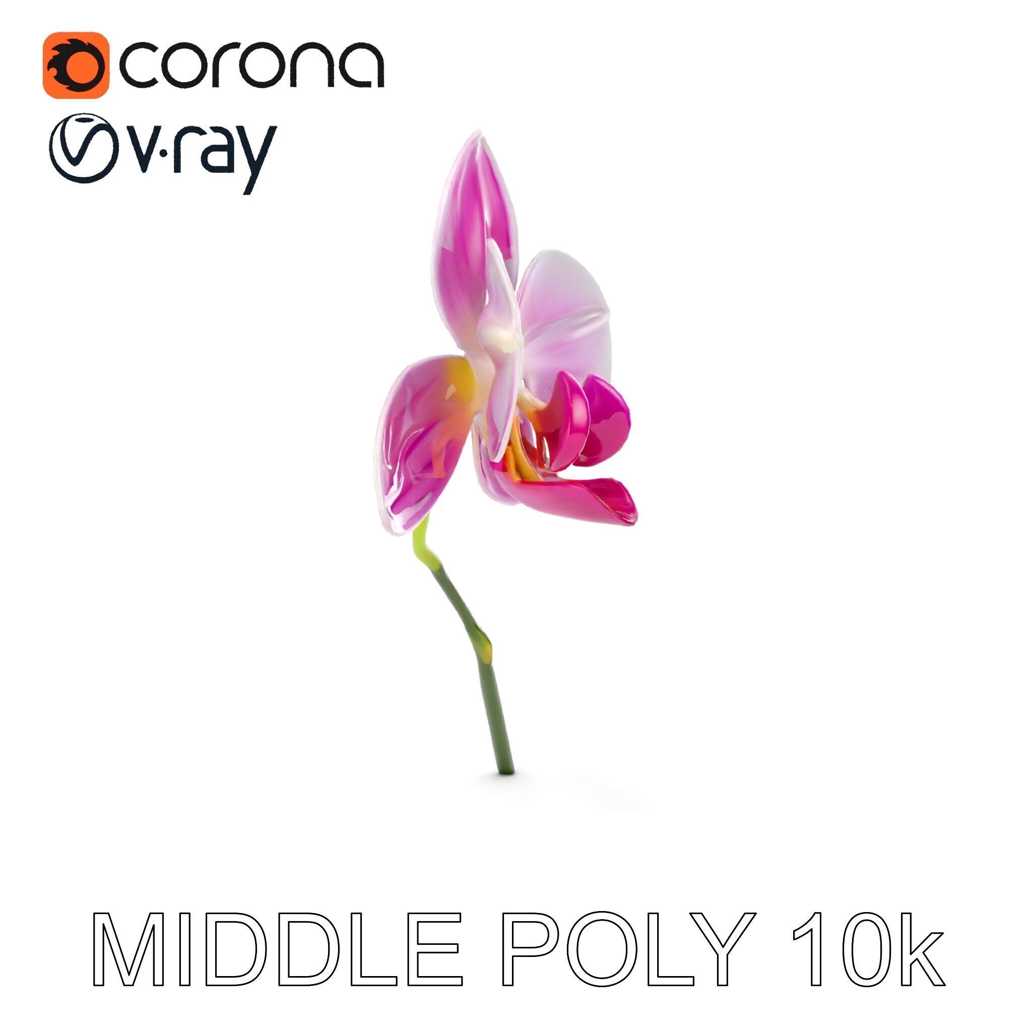 Orchid Flower D Model Pack Low-poly 3D model_7