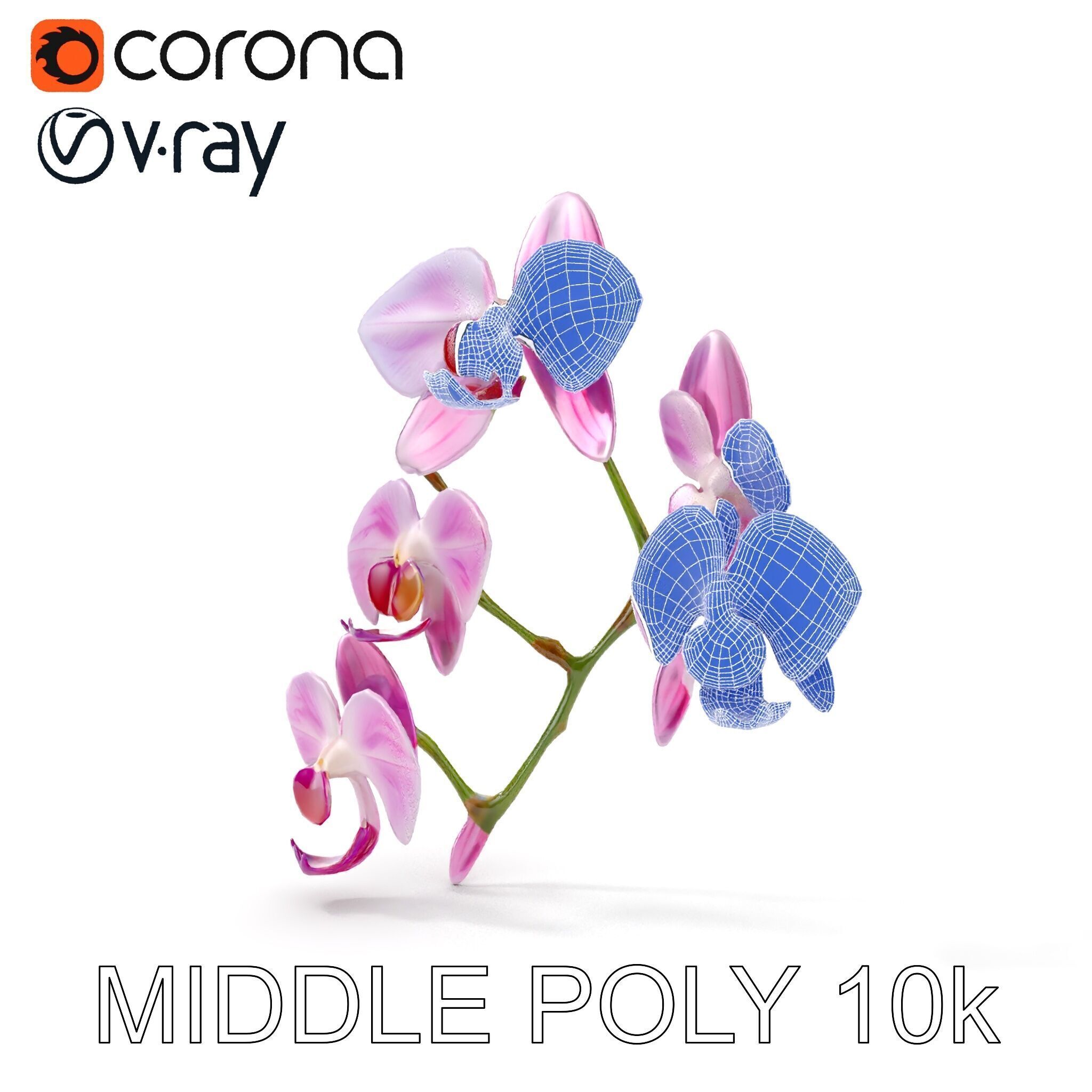 Orchid Flower Model Pack with HighResolution Details Low-poly 3D model_28