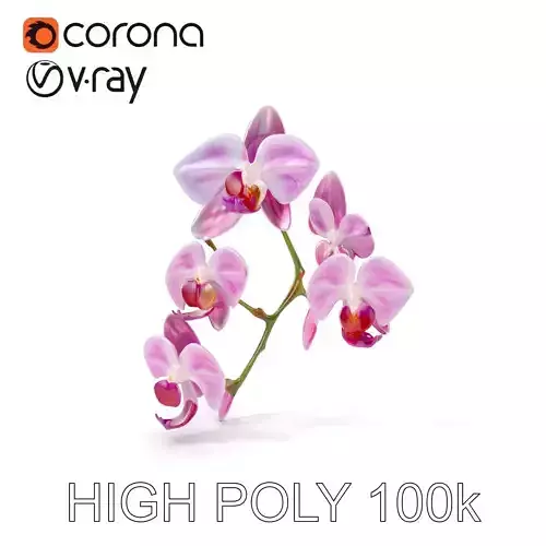 Orchid Flower Model Pack with HighResolution Details Low-poly 3D model