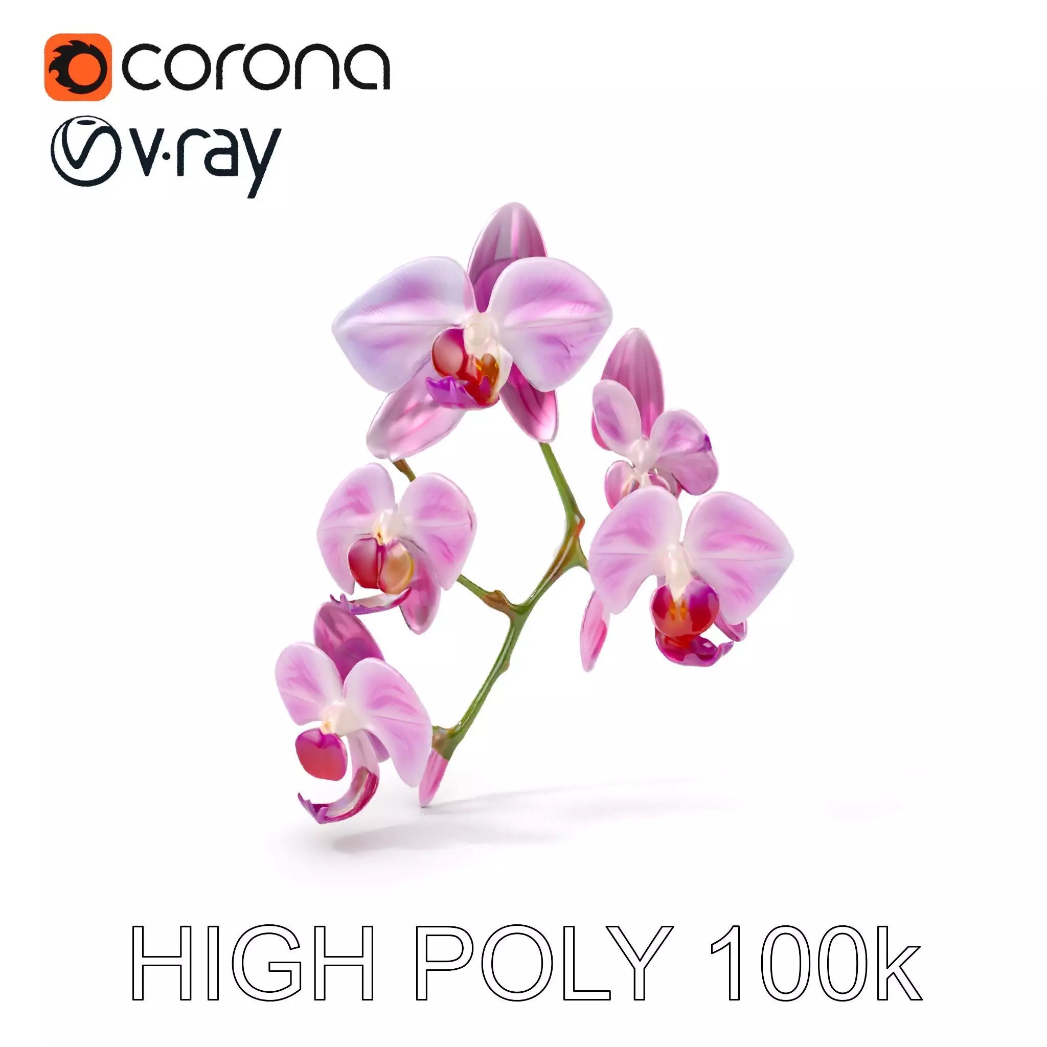 Orchid Flower Model Pack with HighResolution Details Low-poly 3D model_0