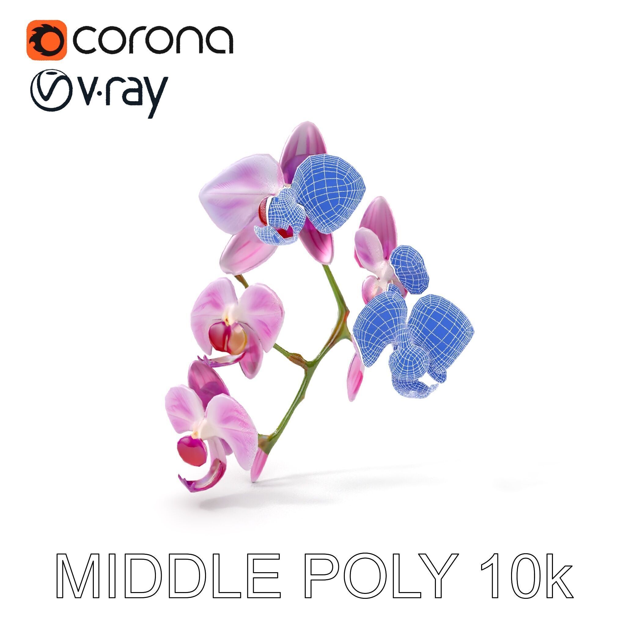Orchid Flower Model Pack with HighResolution Details Low-poly 3D model_14