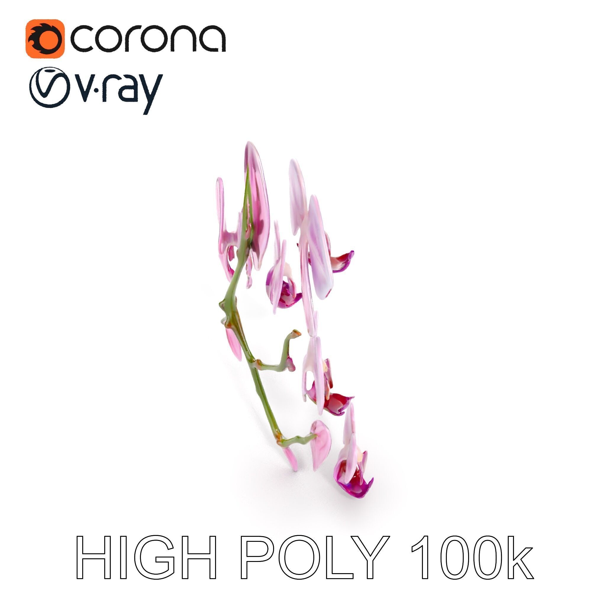 Orchid Flower Model Pack with HighResolution Details Low-poly 3D model_13