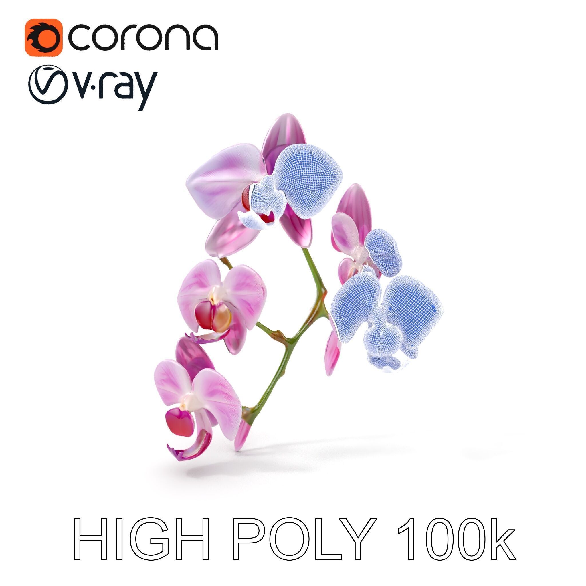 Orchid Flower Model Pack with HighResolution Details Low-poly 3D model_5
