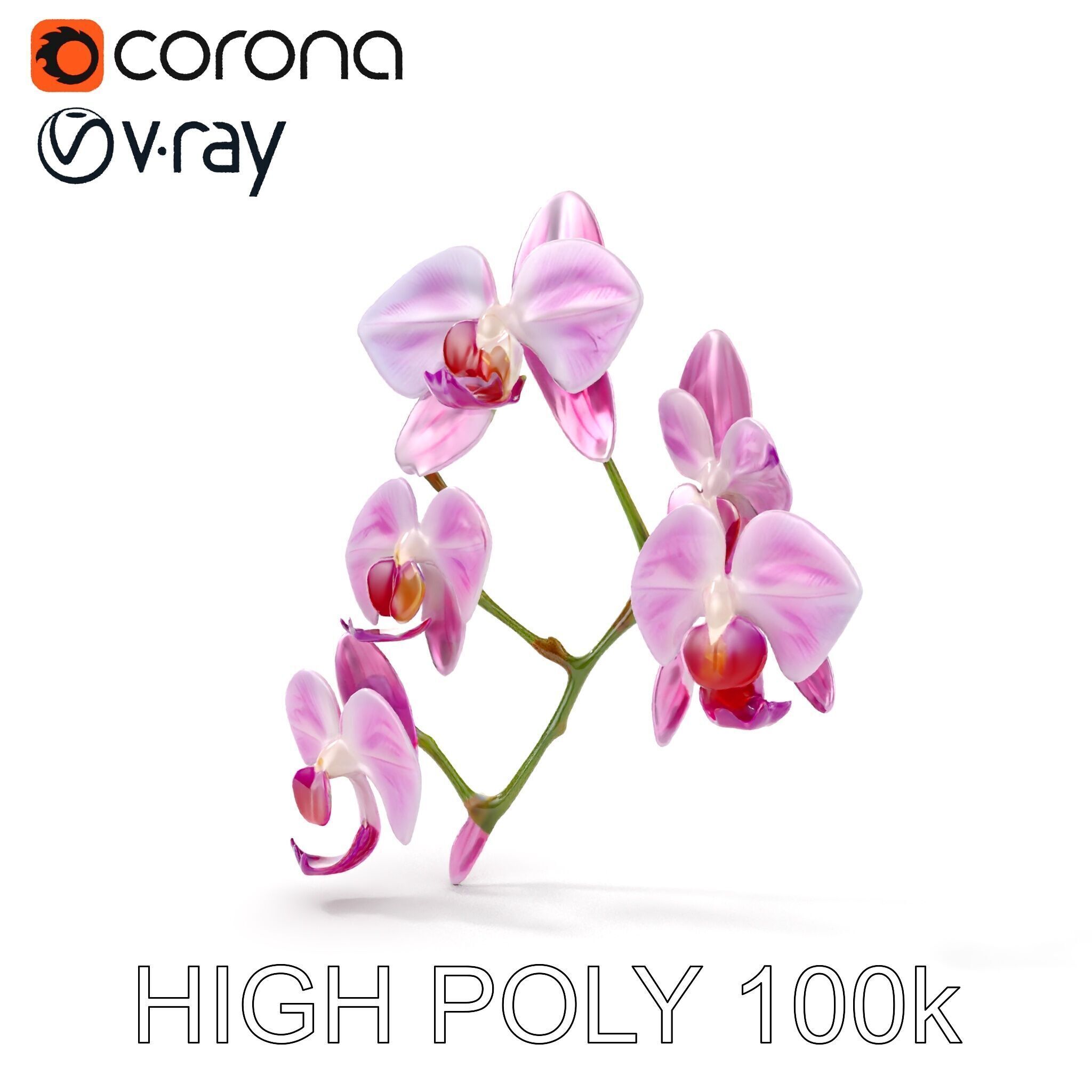 Orchid Flower Model Pack with HighResolution Details Low-poly 3D model_27