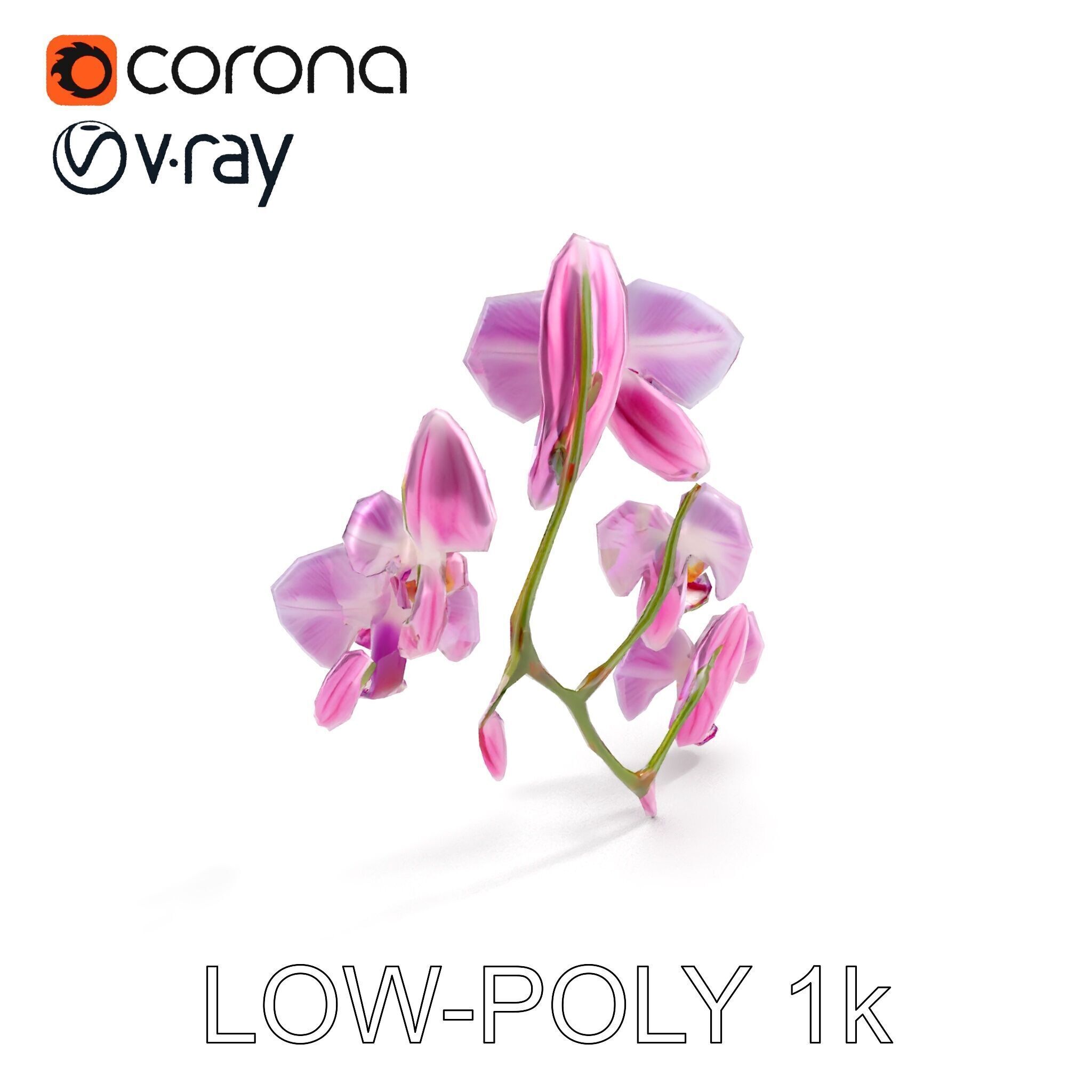 Orchid Flower Model Pack with HighResolution Details Low-poly 3D model_12