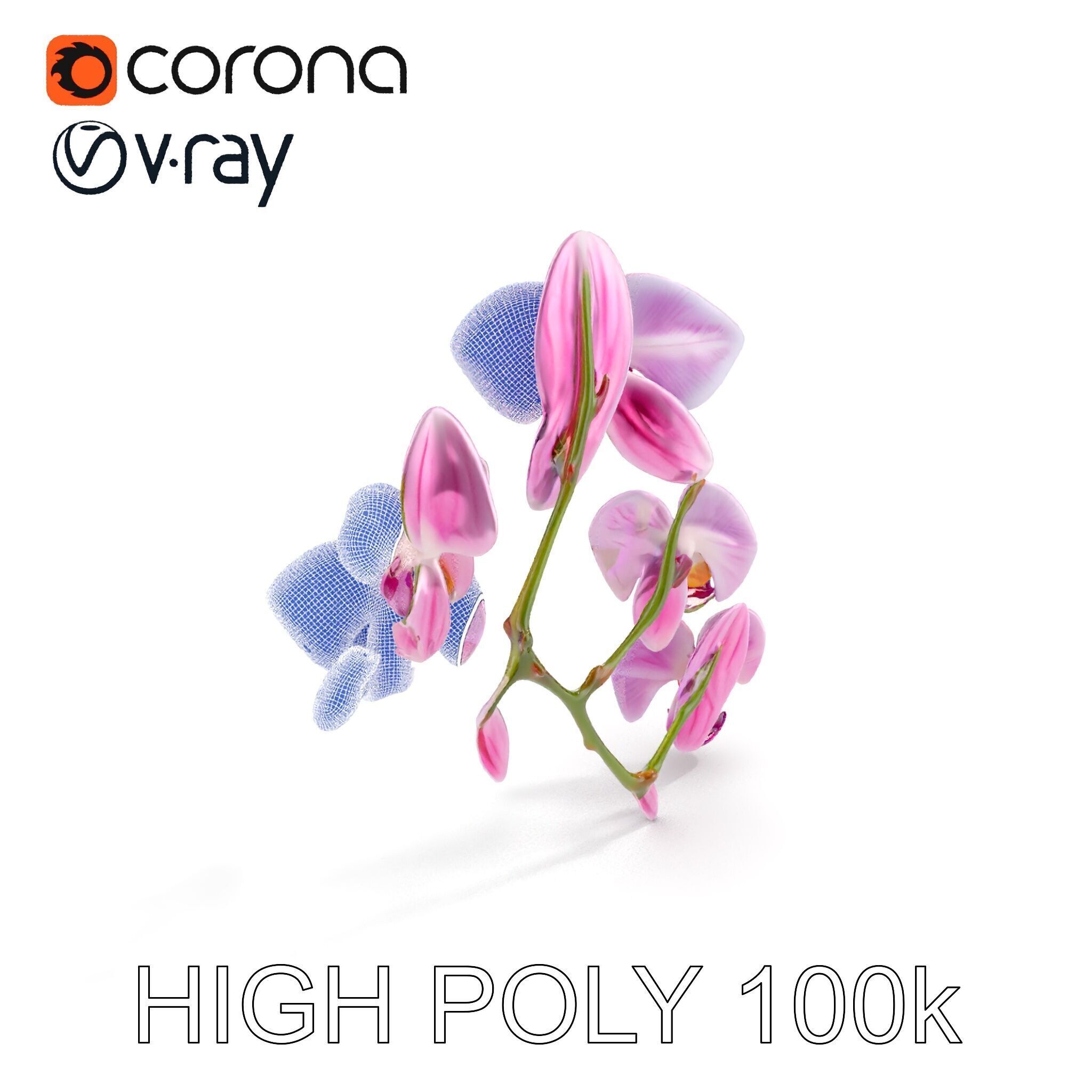 Orchid Flower Model Pack with HighResolution Details Low-poly 3D model_33