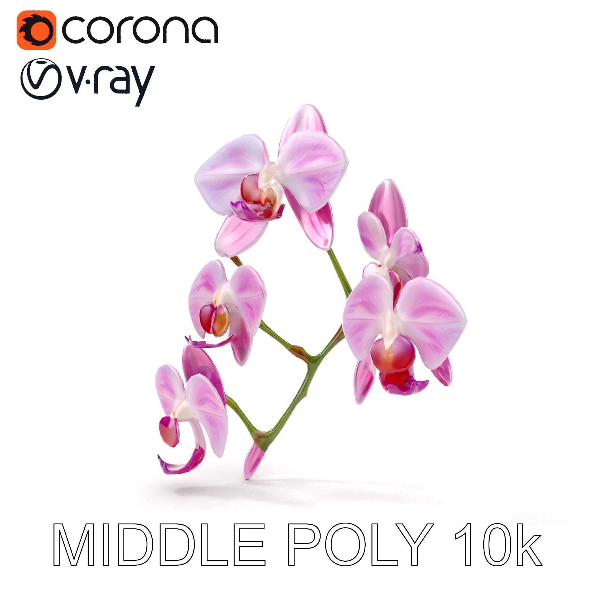 Orchid Flower Model Pack with HighResolution Details Low-poly 3D model_7