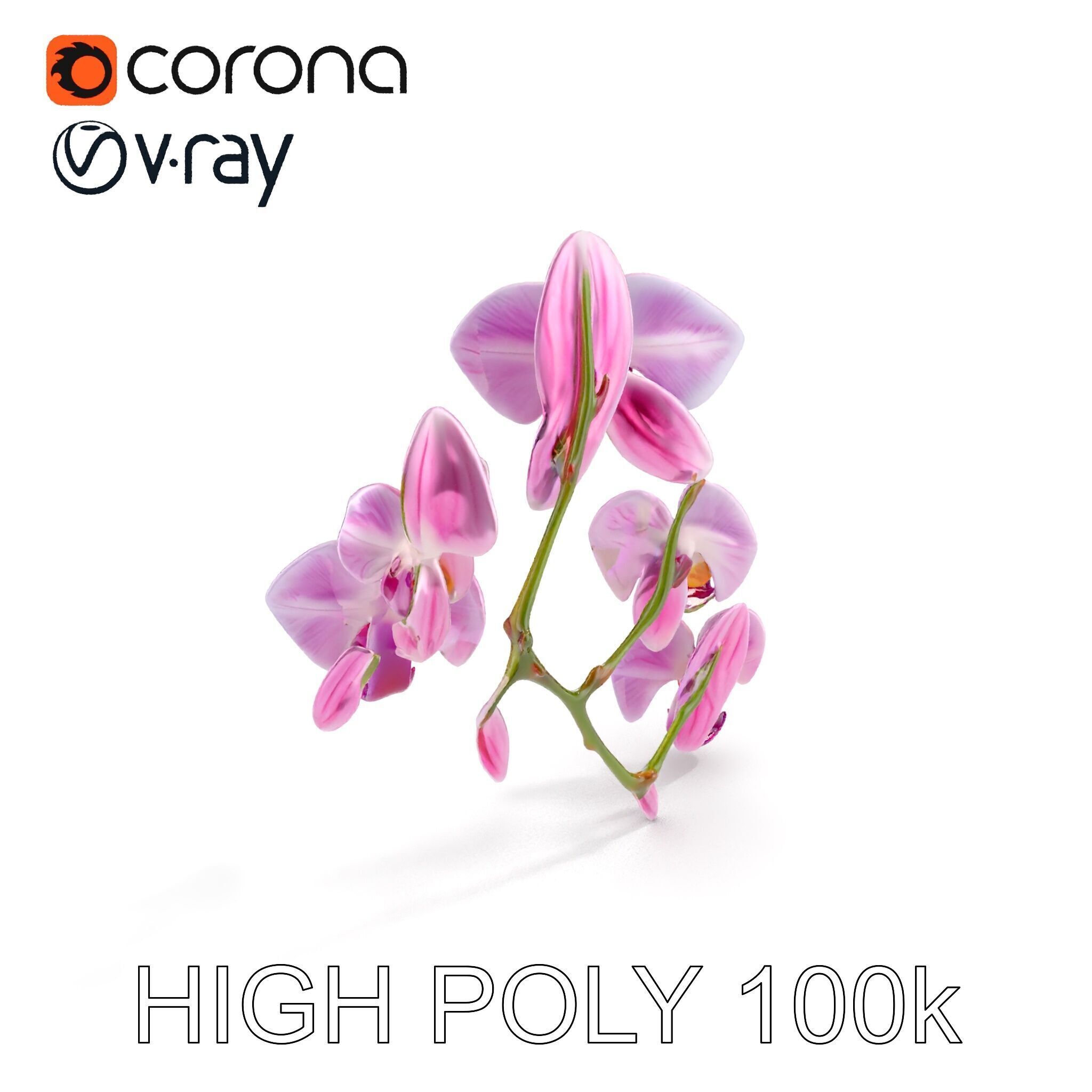 Orchid Flower Model Pack with HighResolution Details Low-poly 3D model_19