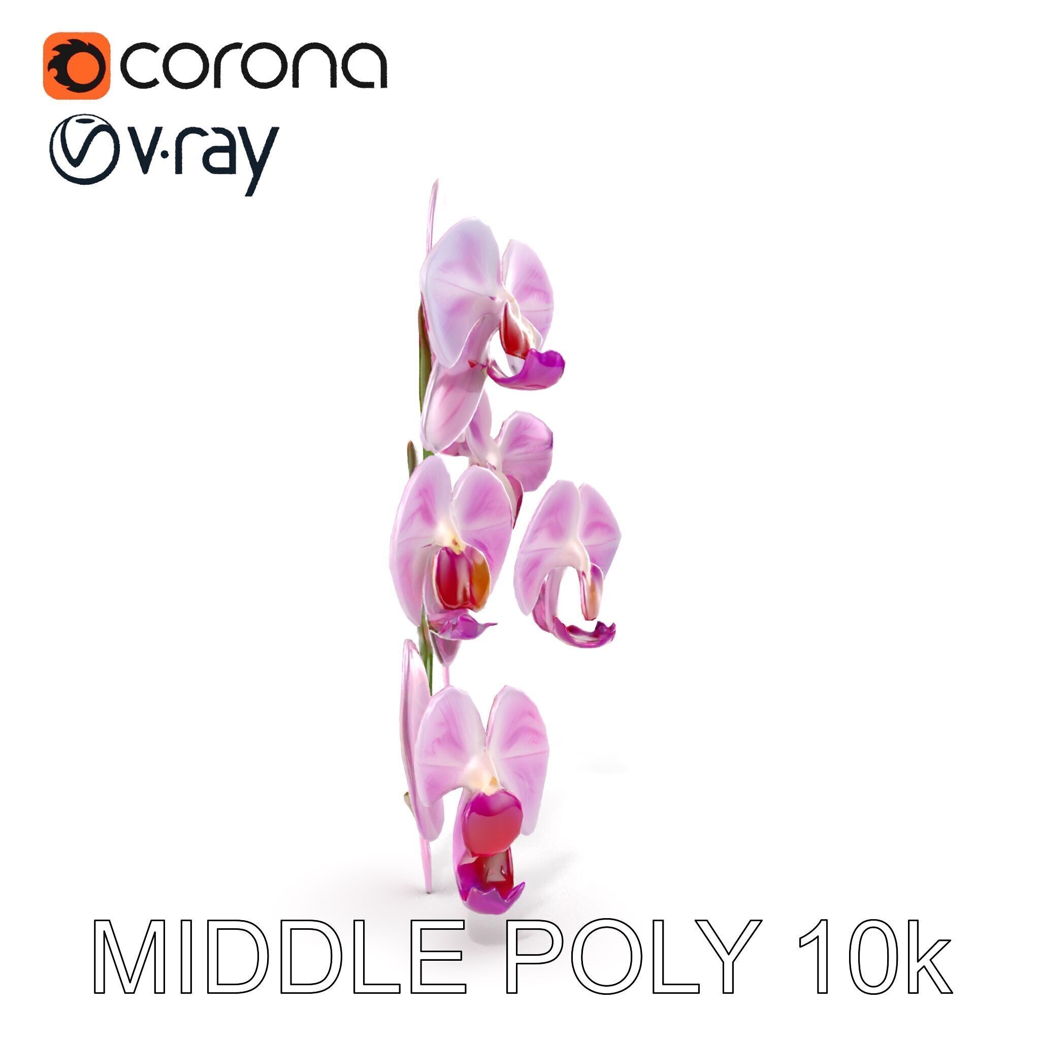 Orchid Flower Model Pack with HighResolution Details Low-poly 3D model_20