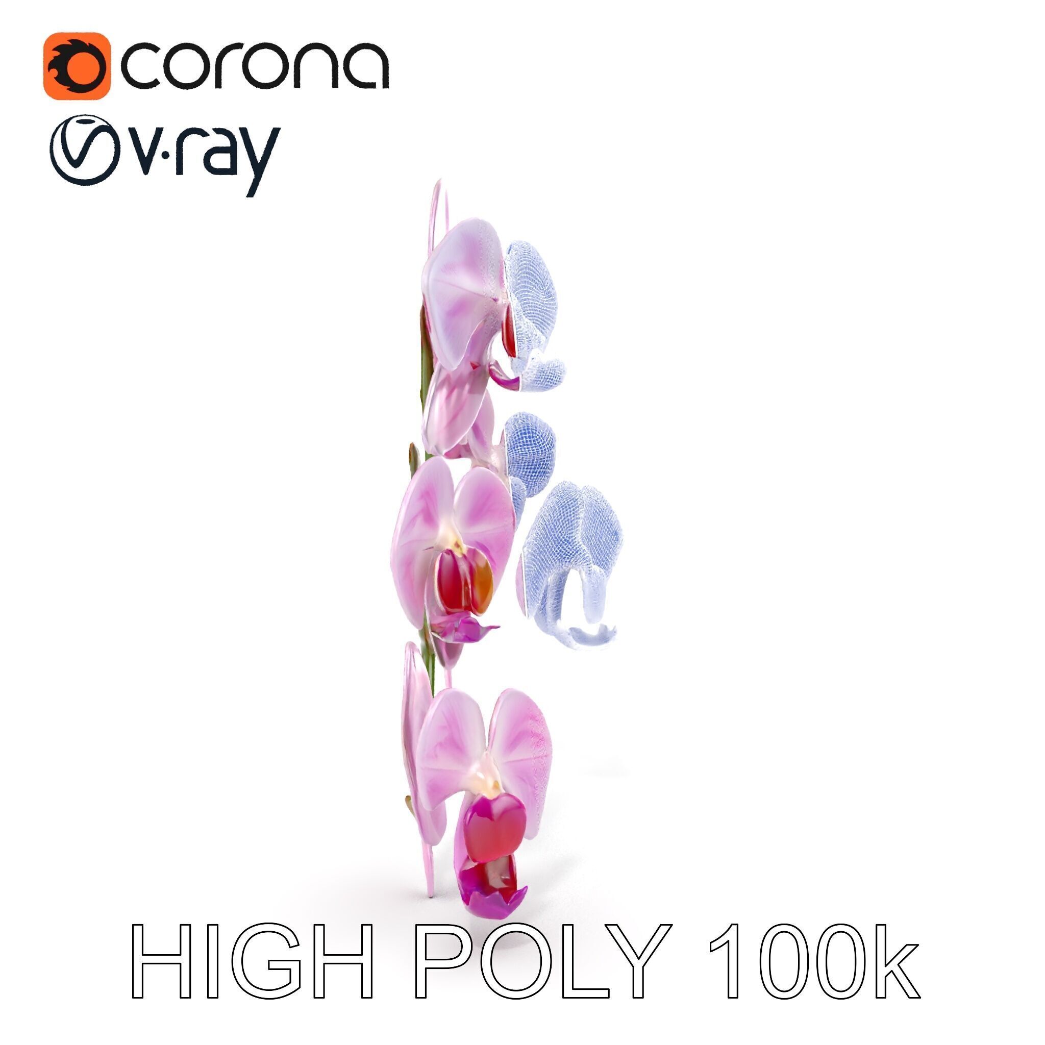 Orchid Flower Model Pack with HighResolution Details Low-poly 3D model_36