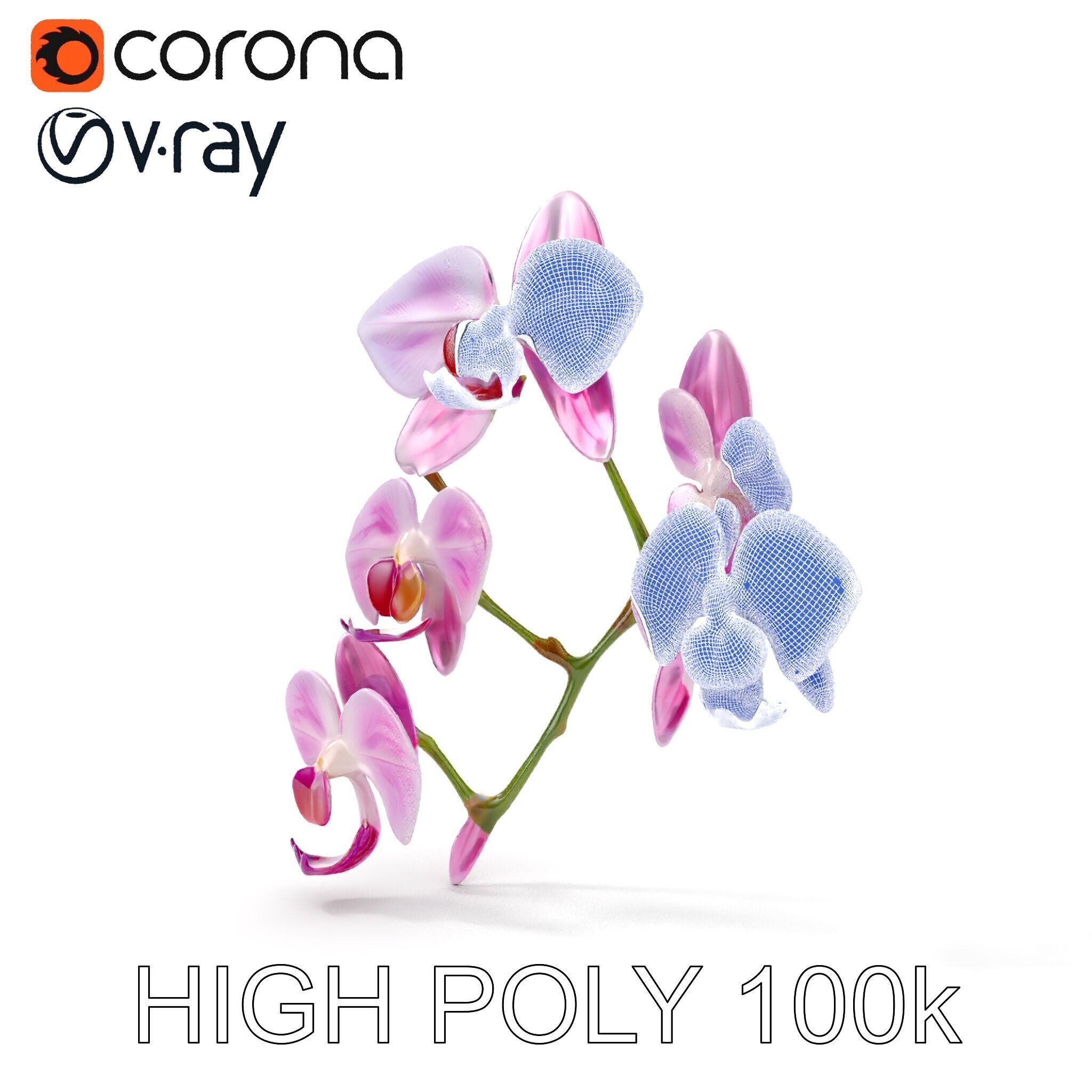 Orchid Flower Model Pack with HighResolution Details Low-poly 3D model_30