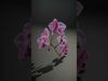 Orchid Flower Model Pack with HighResolution Details Low-poly 3D model_2