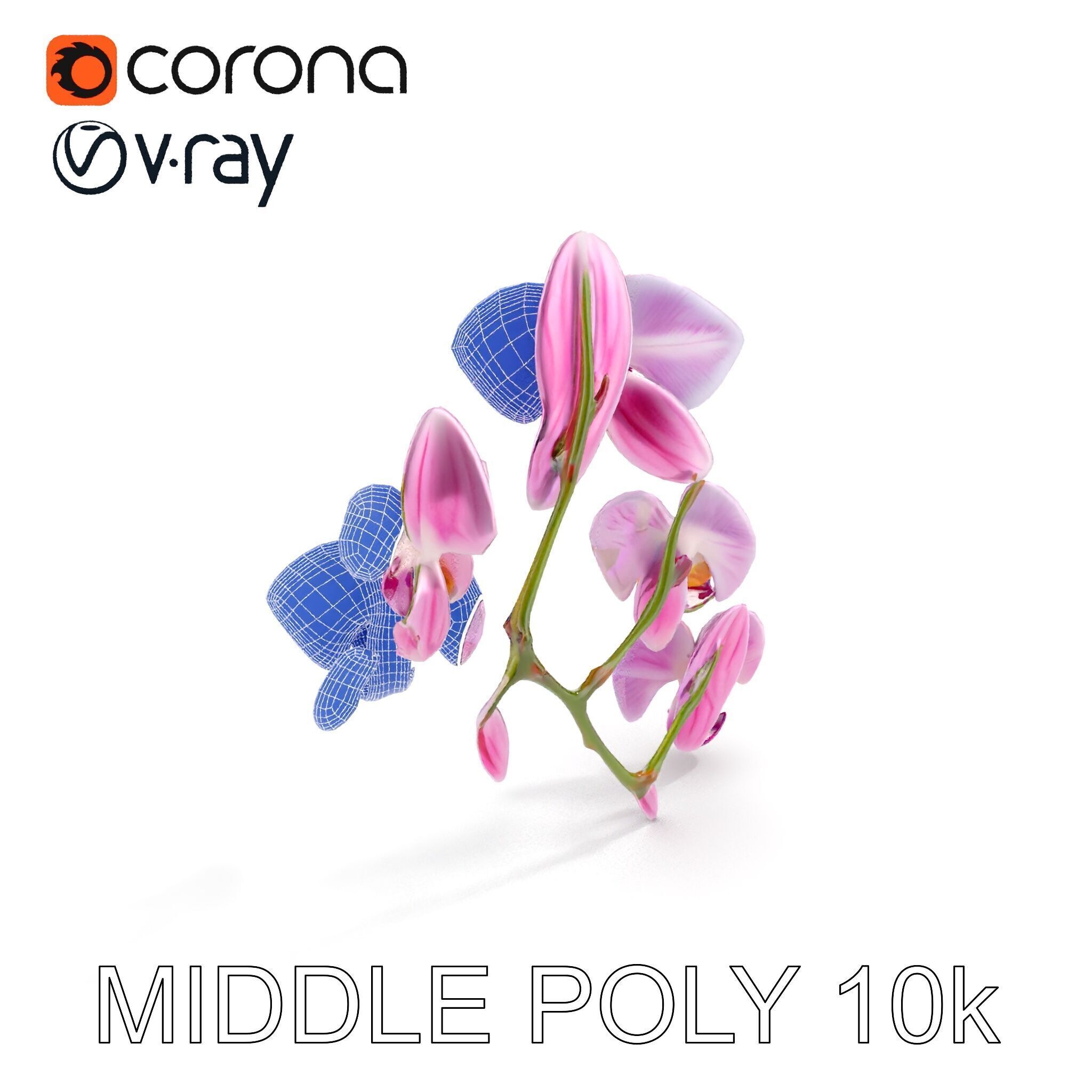 Orchid Flower Model Pack with HighResolution Details Low-poly 3D model_25