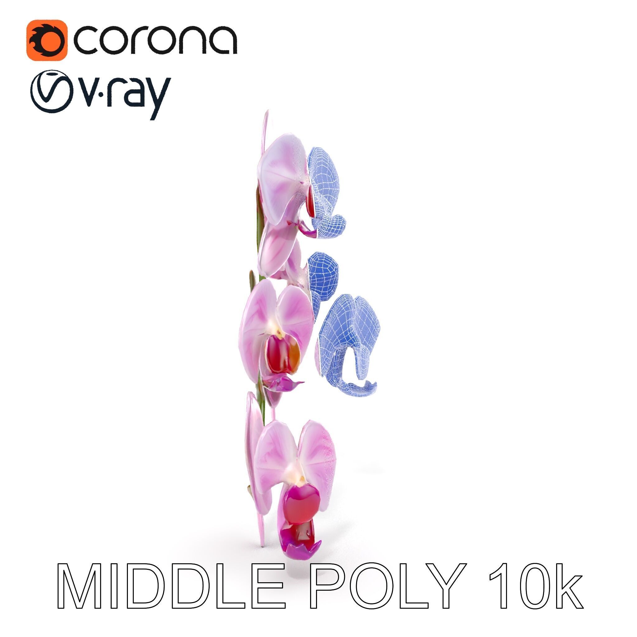 Orchid Flower Model Pack with HighResolution Details Low-poly 3D model_31