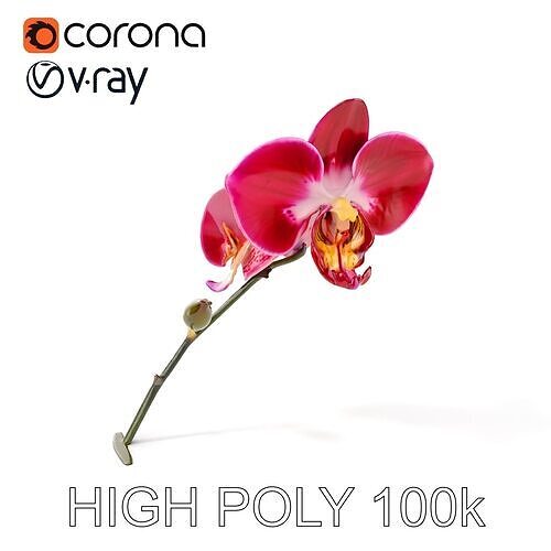 Elegant Orchid Flower Model Pack Low-poly 3D model