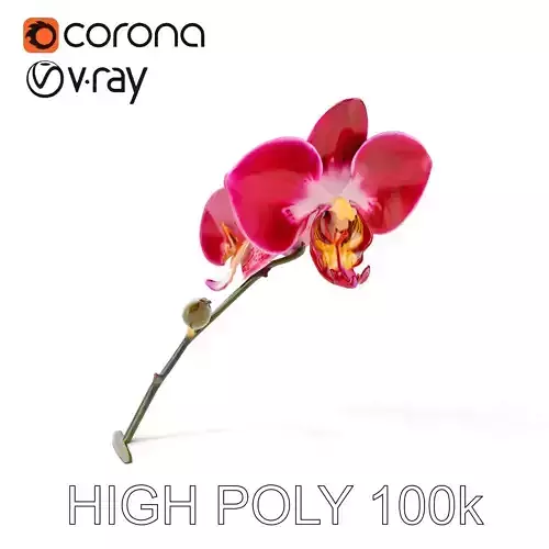 Elegant Orchid Flower Model Pack Low-poly 3D model