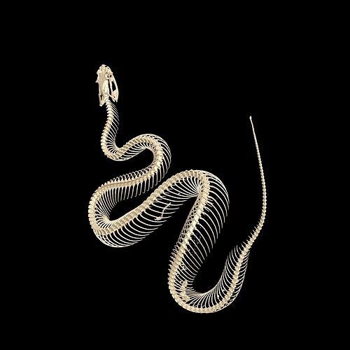 Viper Skeleton Anatomy SNAKE PYTHON 3D print model