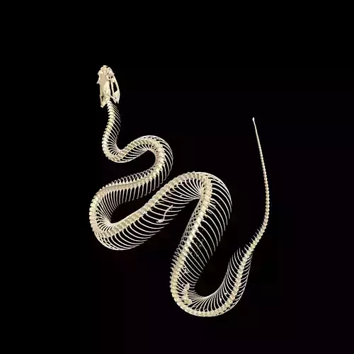 Viper Skeleton Anatomy SNAKE PYTHON