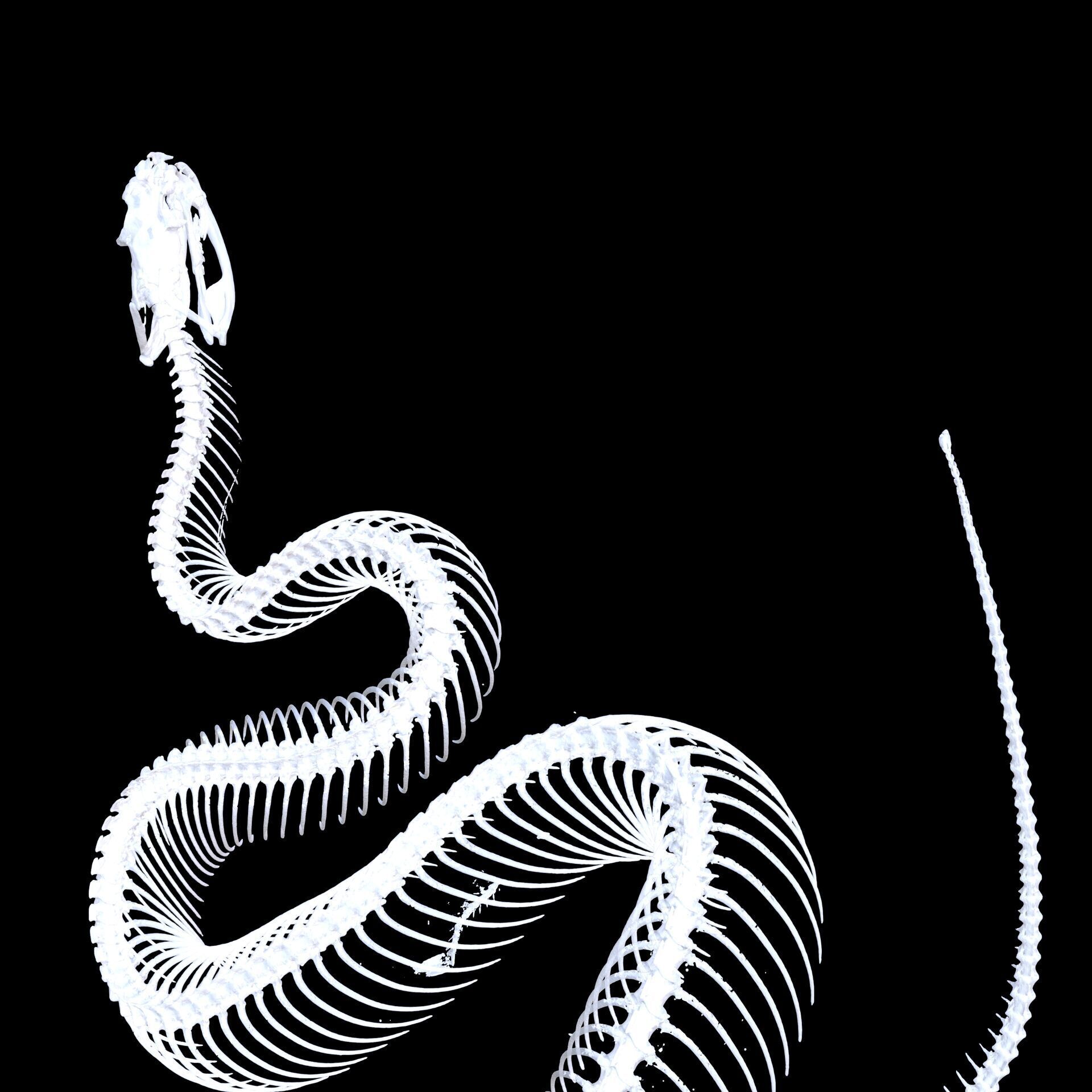 Viper Skeleton Anatomy SNAKE PYTHON 3D print model_2